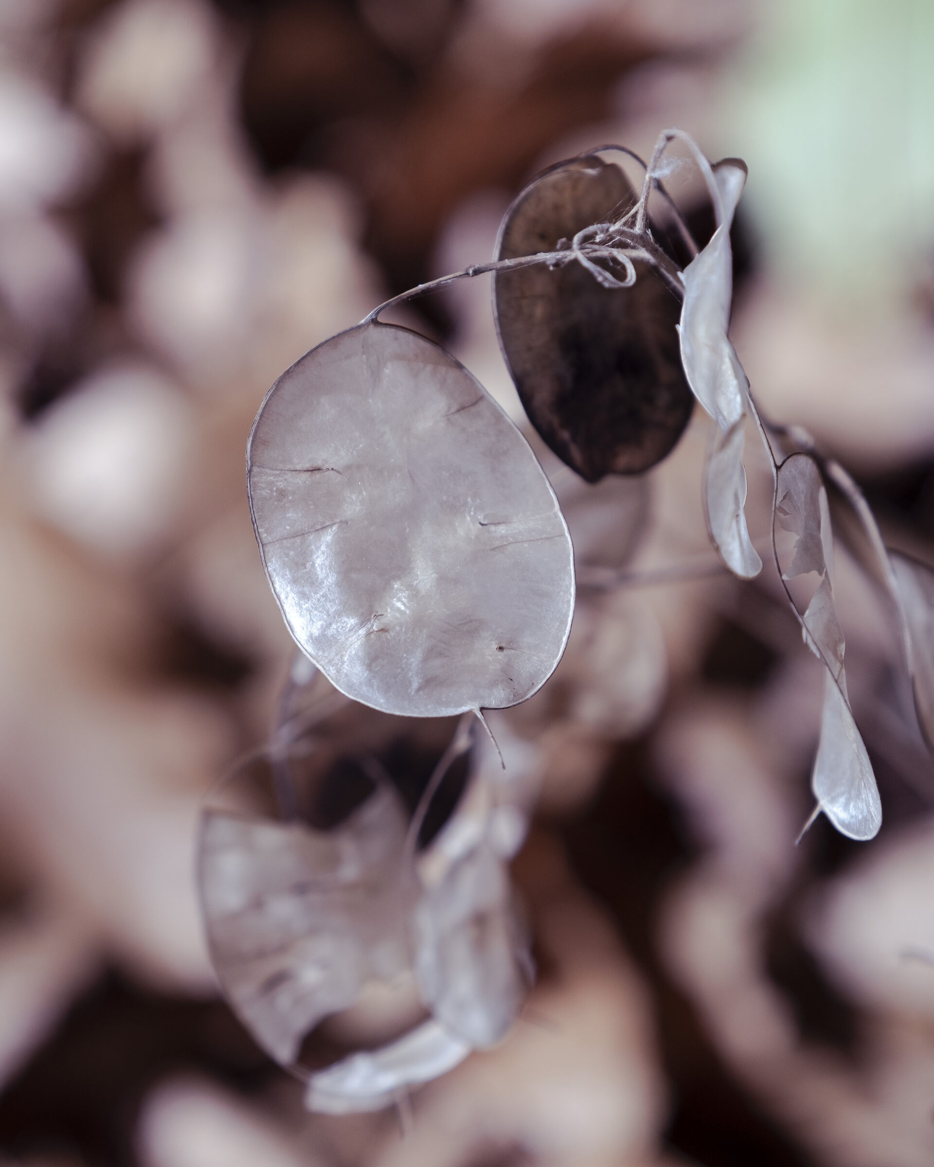 Lunaria annua, detta Moneta del Papa