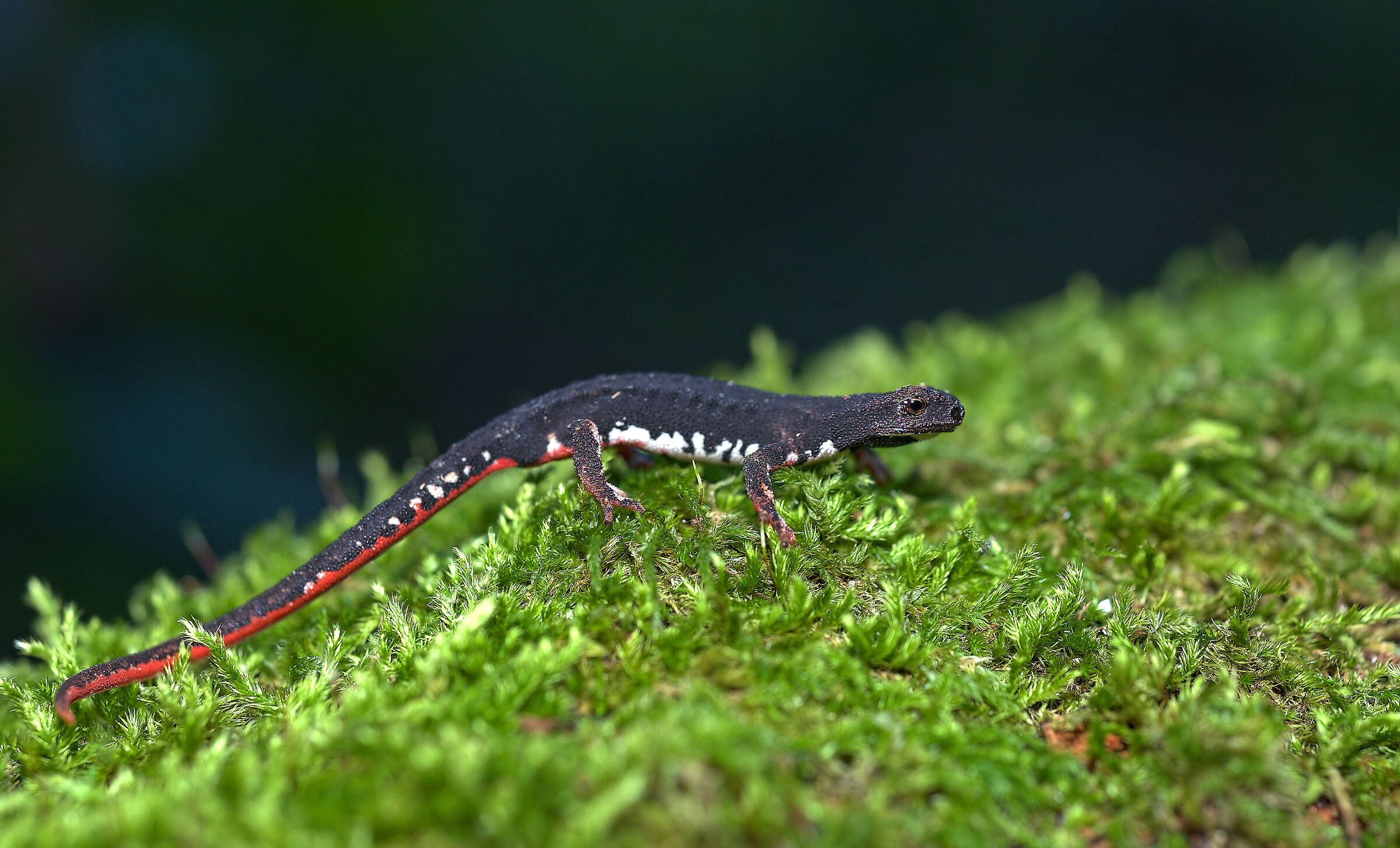 Spectacled salamander