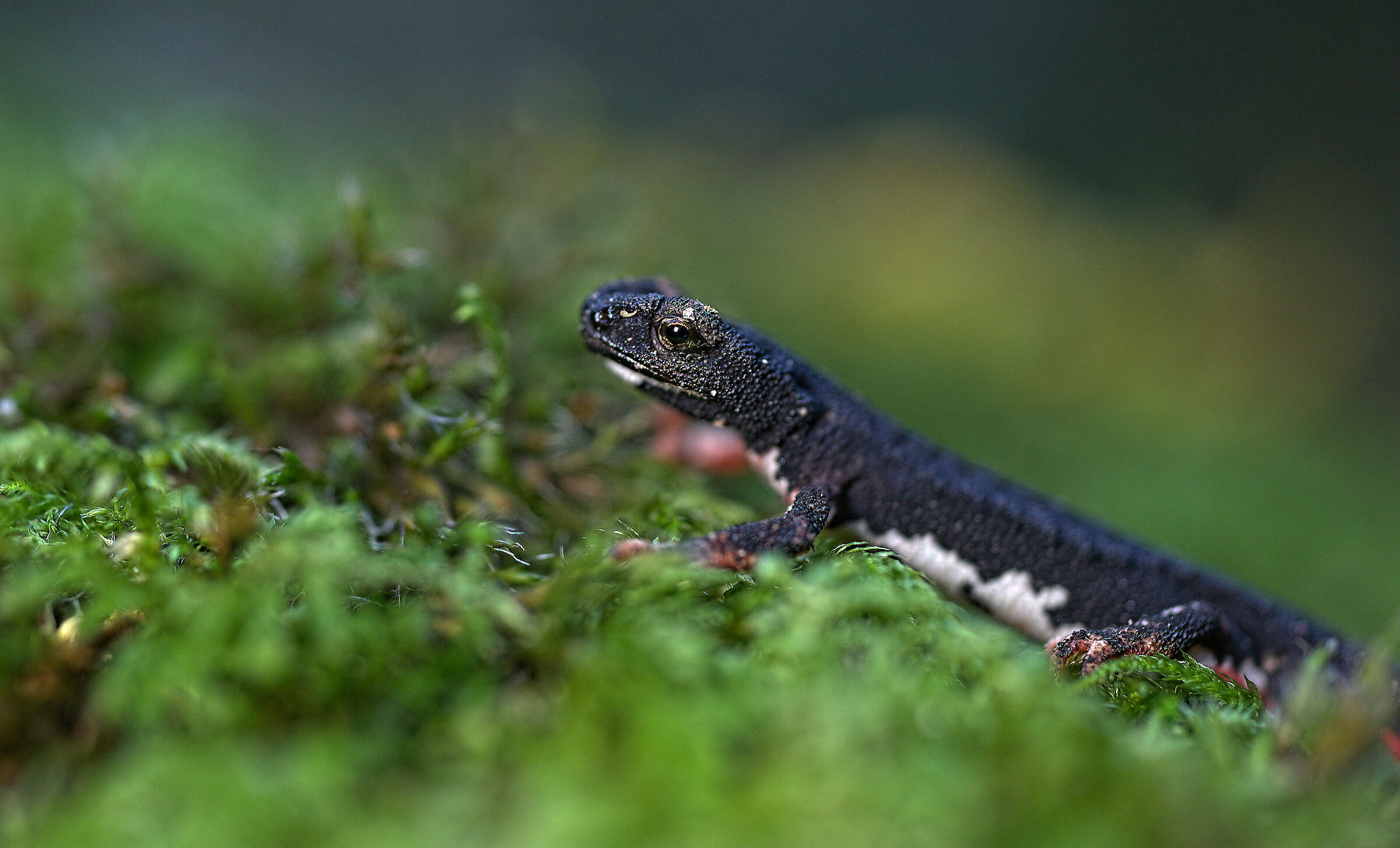 Spectacled salamander