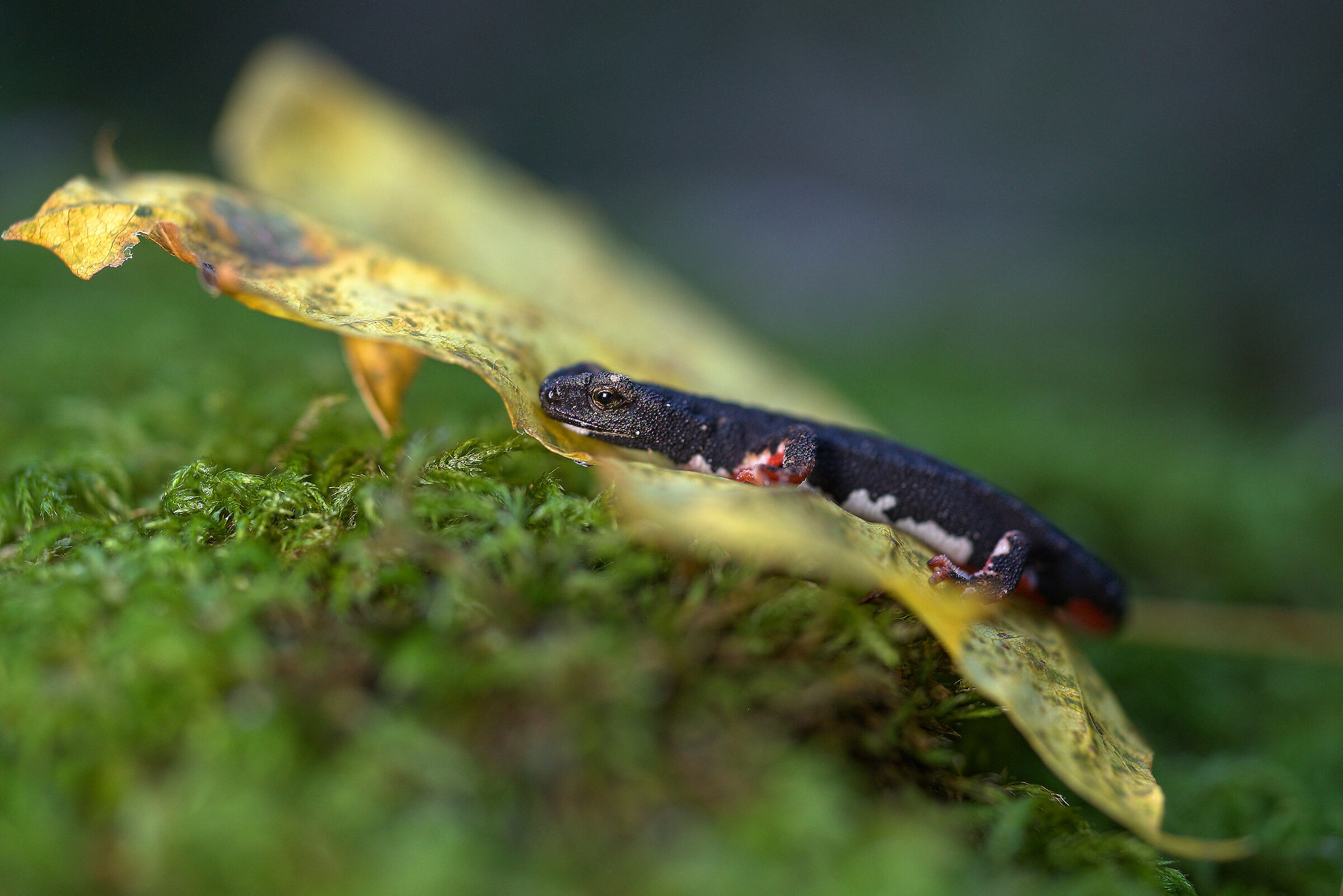 Spectacled salamander