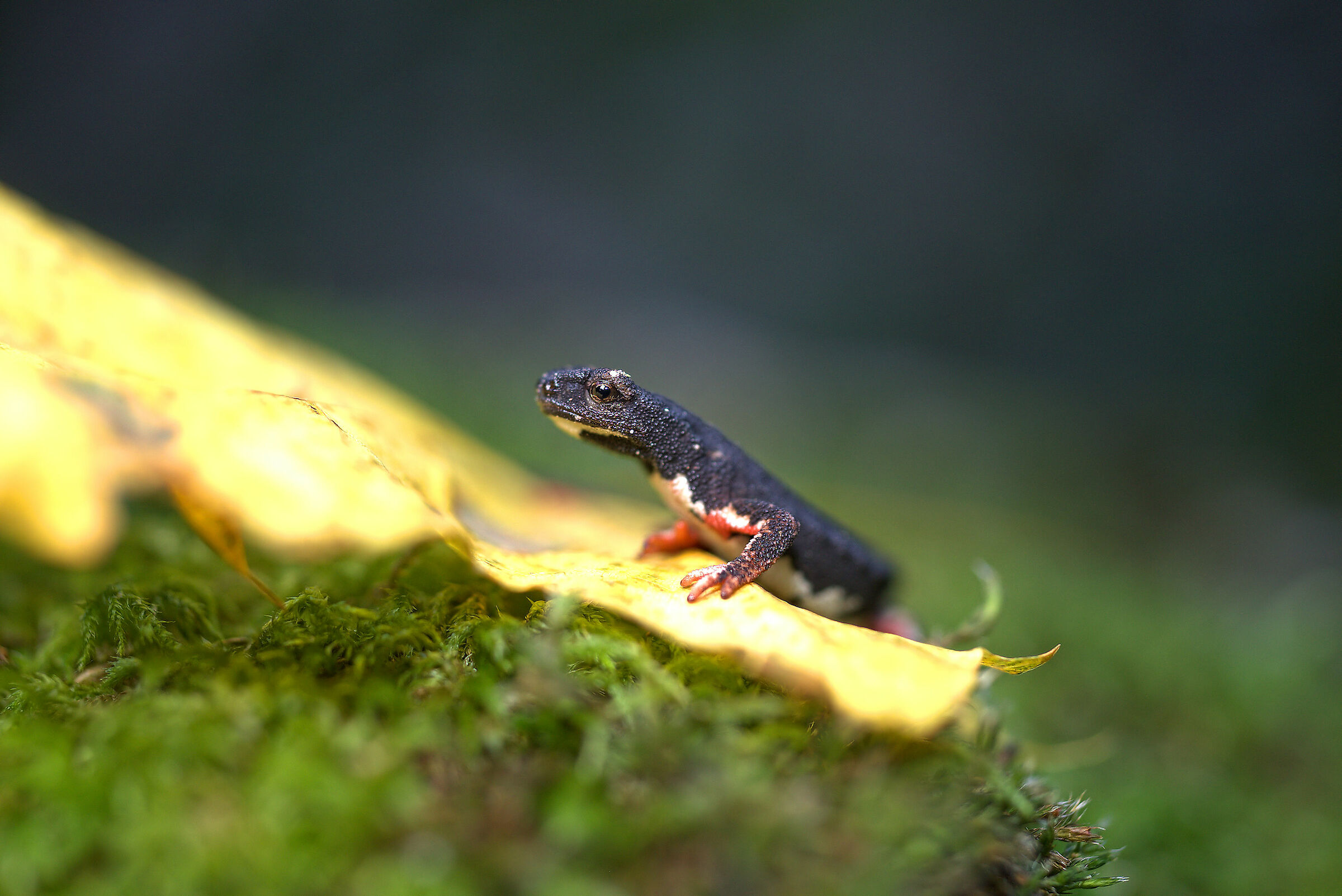 Spectacled salamander