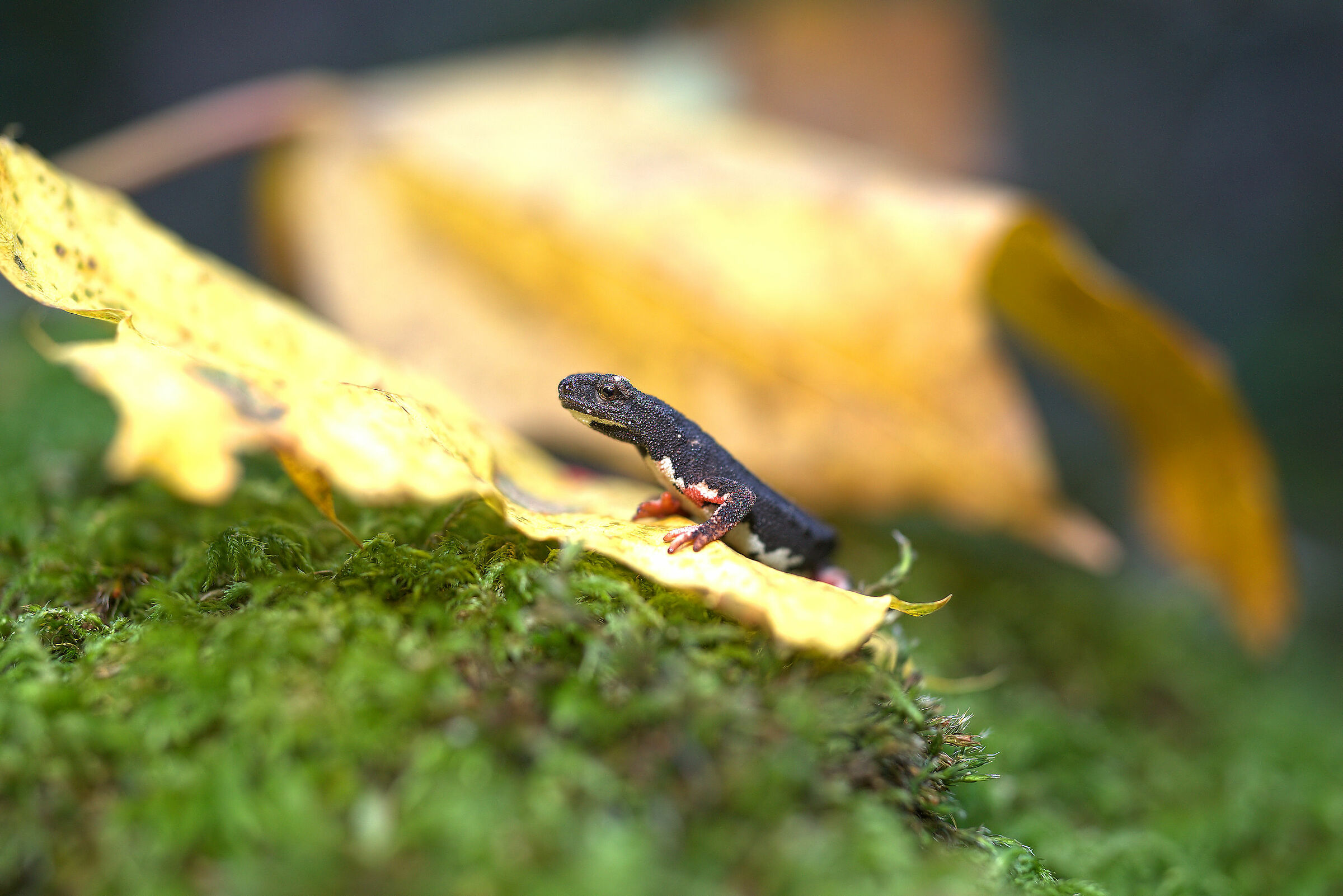Spectacled salamander