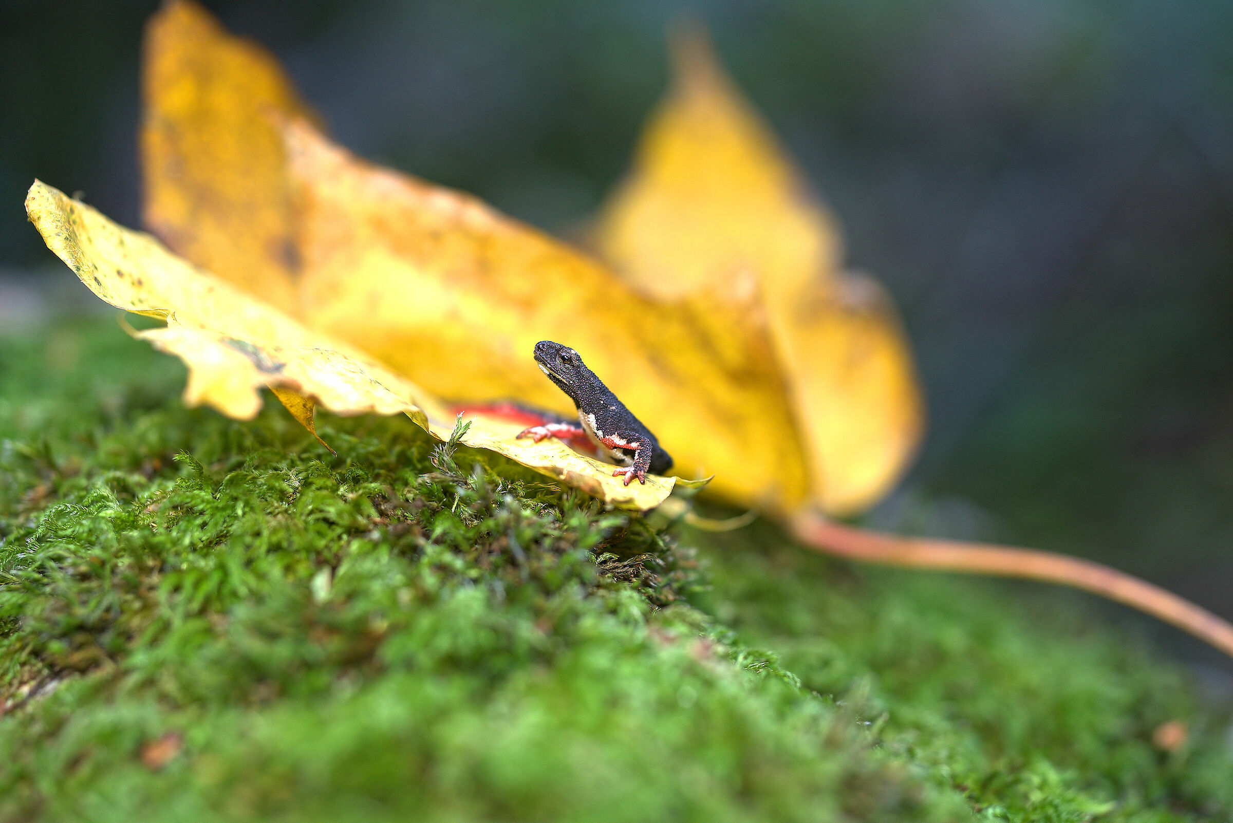 Spectacled salamander