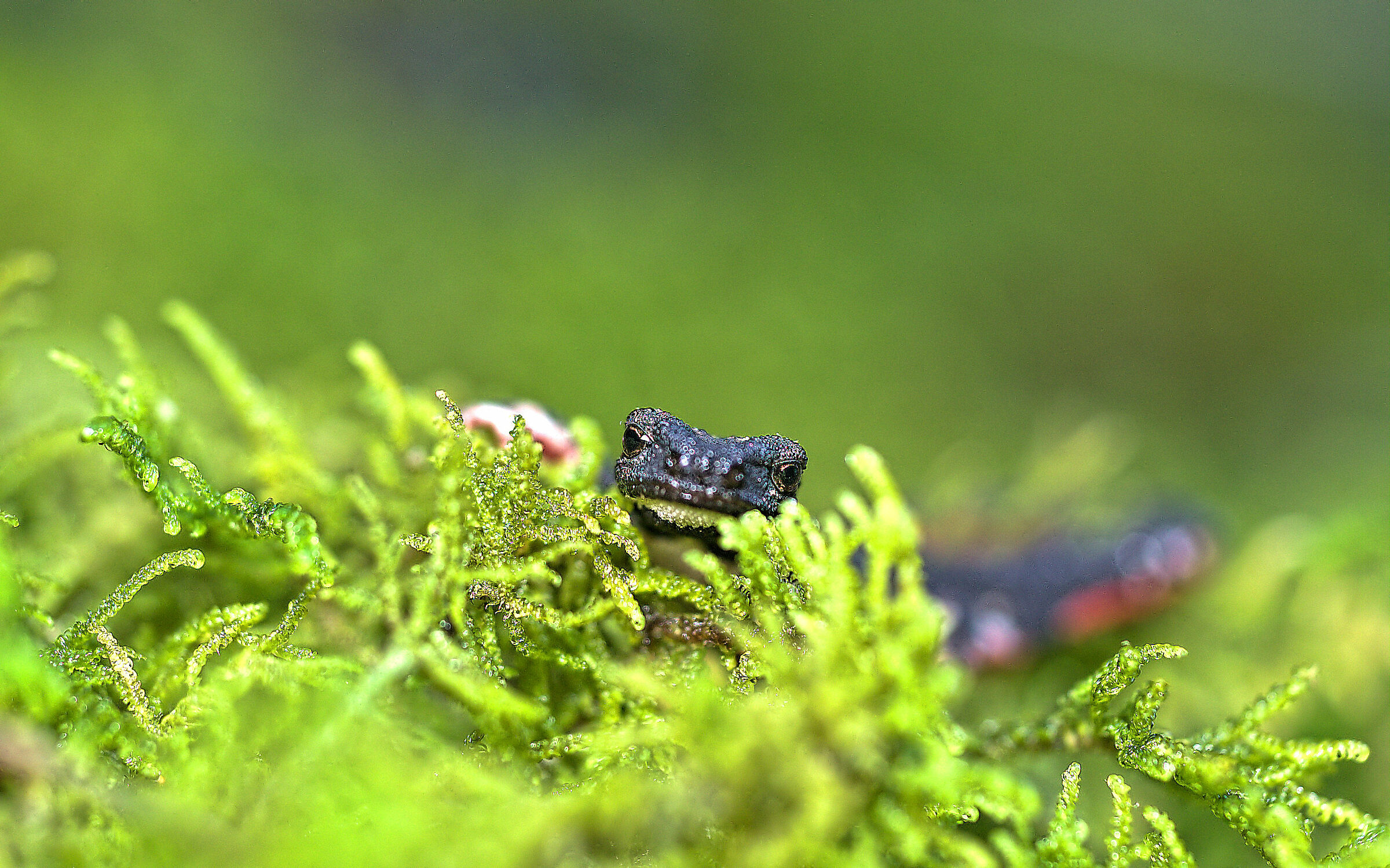 Spectacled salamander