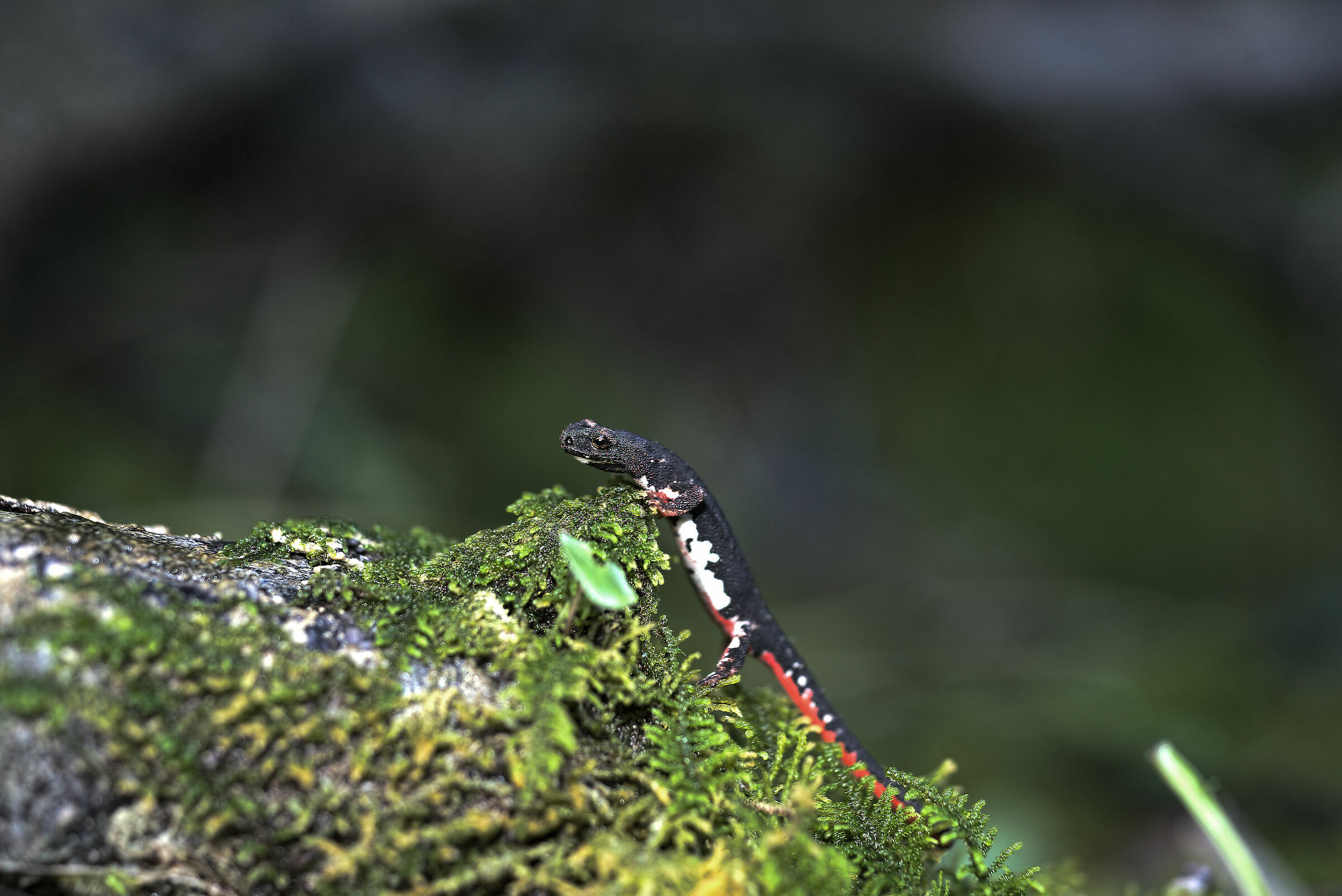 Spectacled salamander