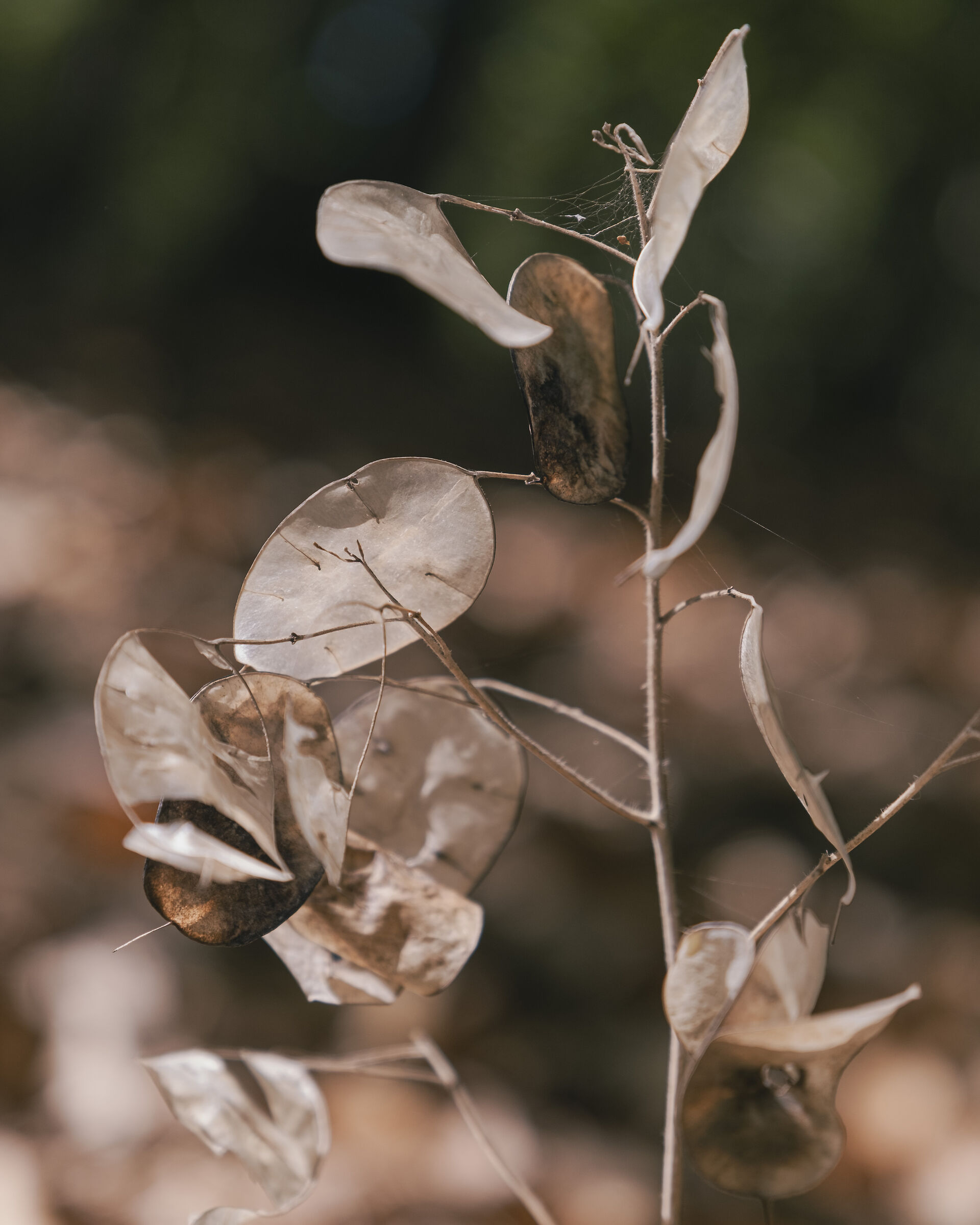 Lunaria annua, detta Moneta del Papa