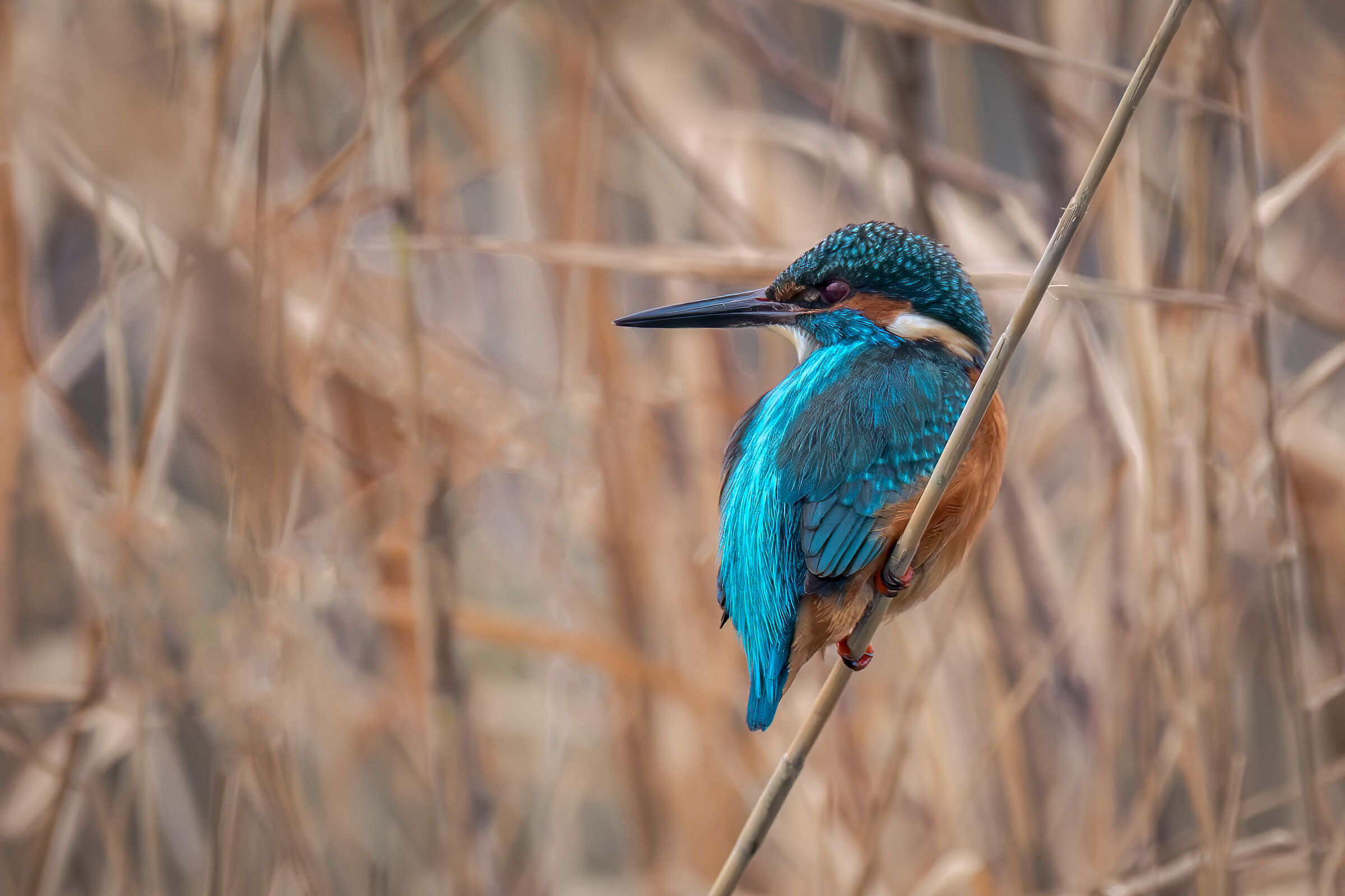 Kingfisher in Punta Grò
