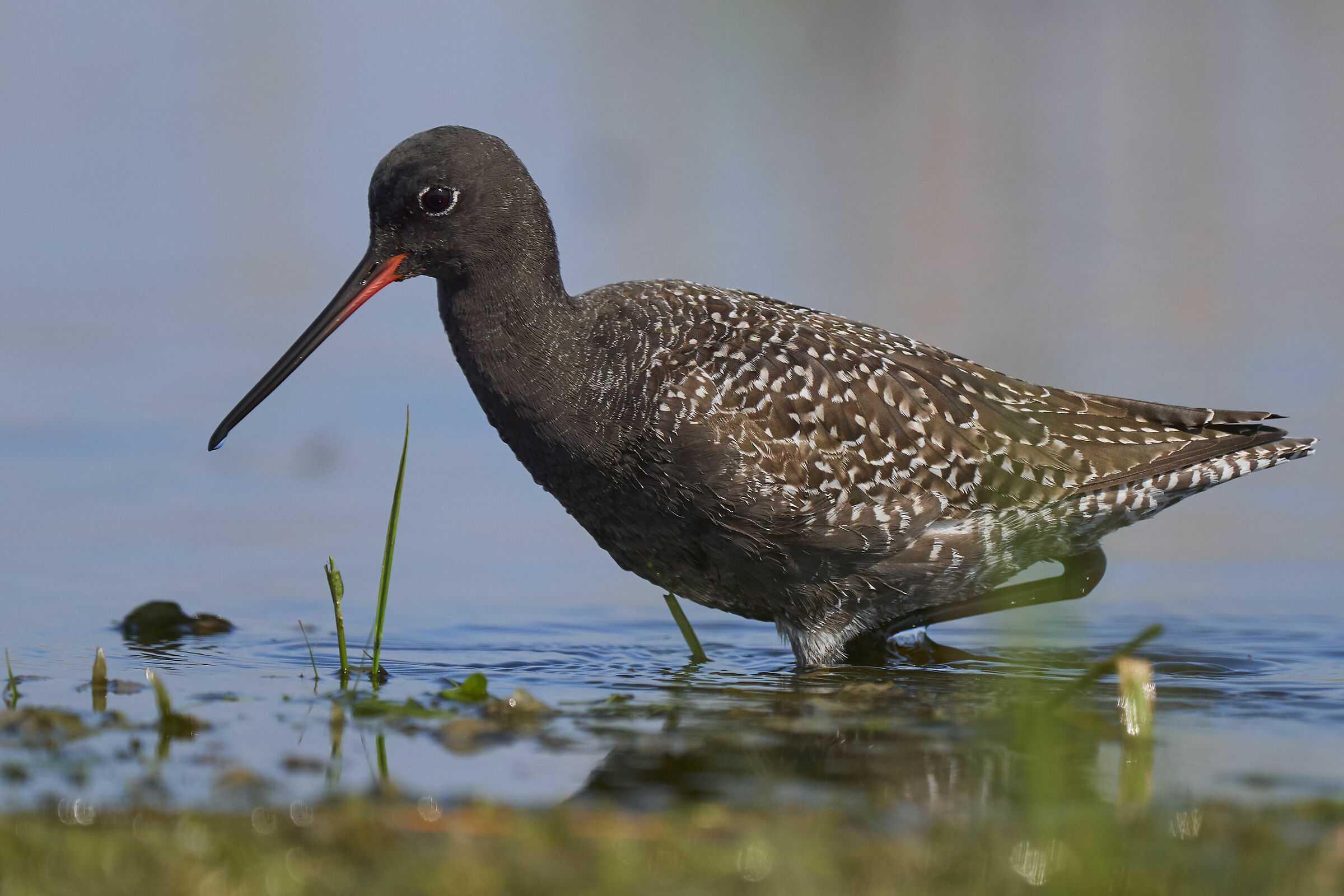 Suonatore di cornamusa bruno