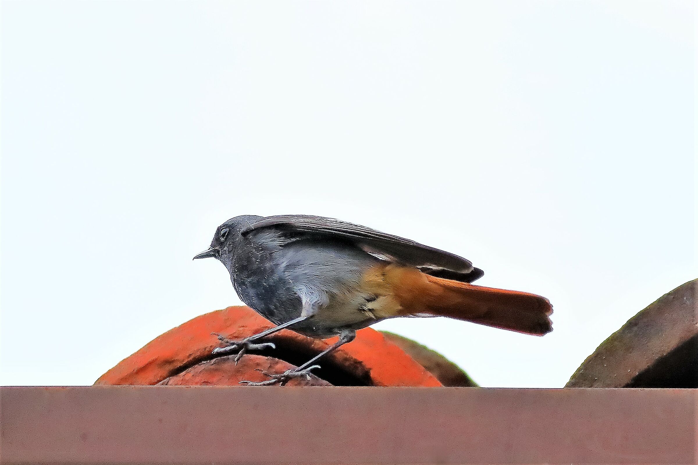 Redstart 15-06-2023