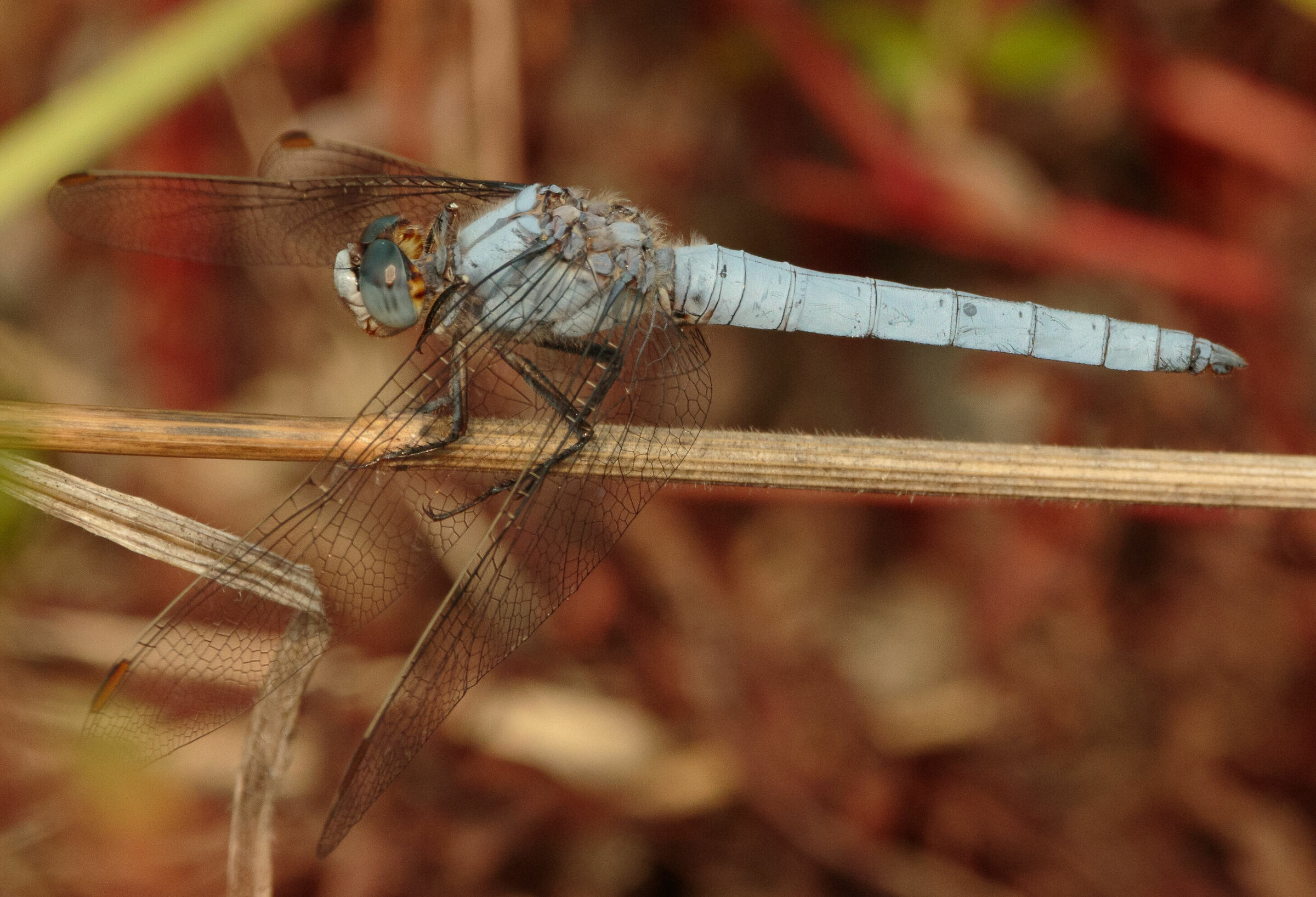 Libellula Freccia Azzurra Celeste Senago MI 30/08/2023