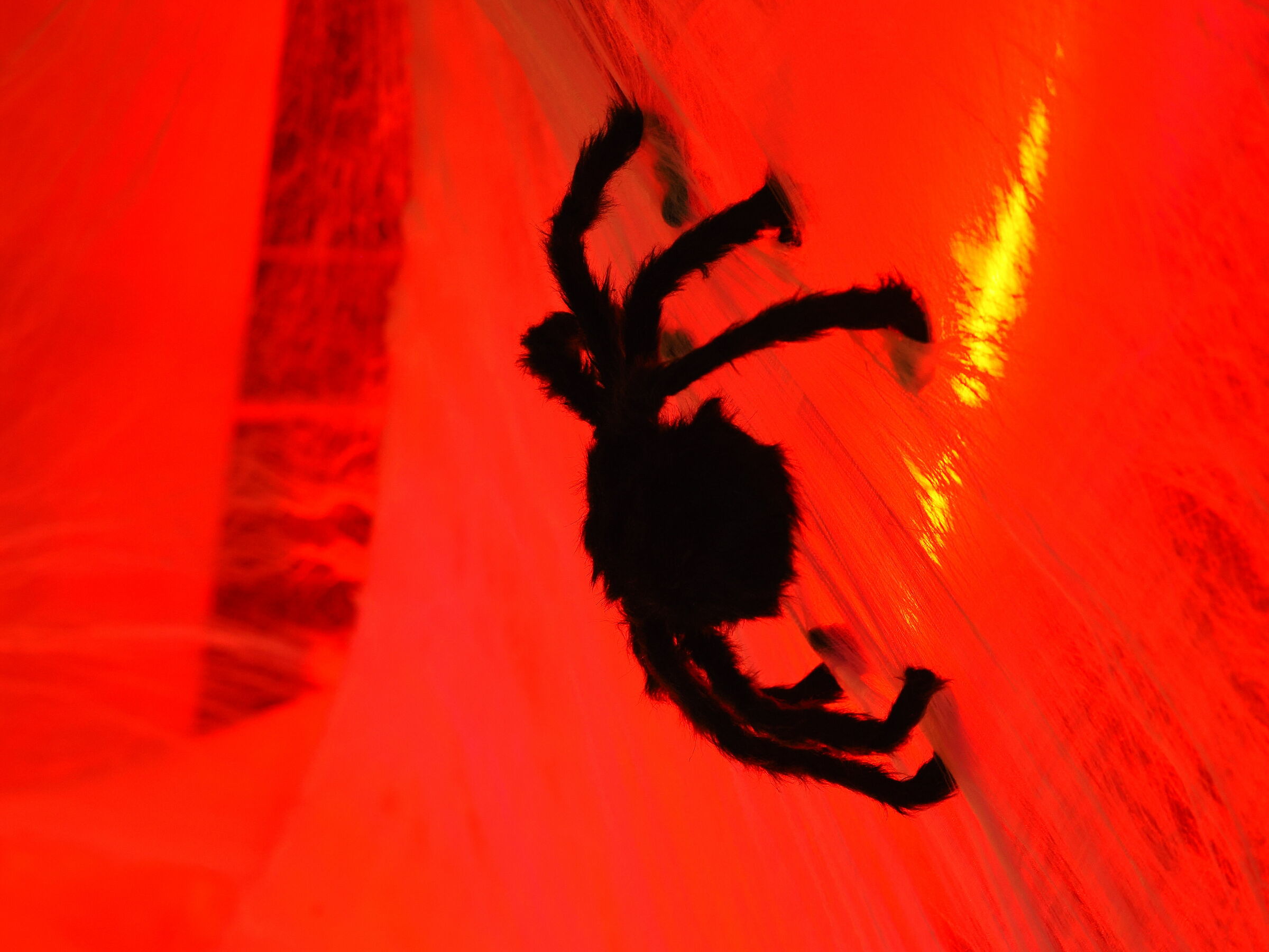 Spider
