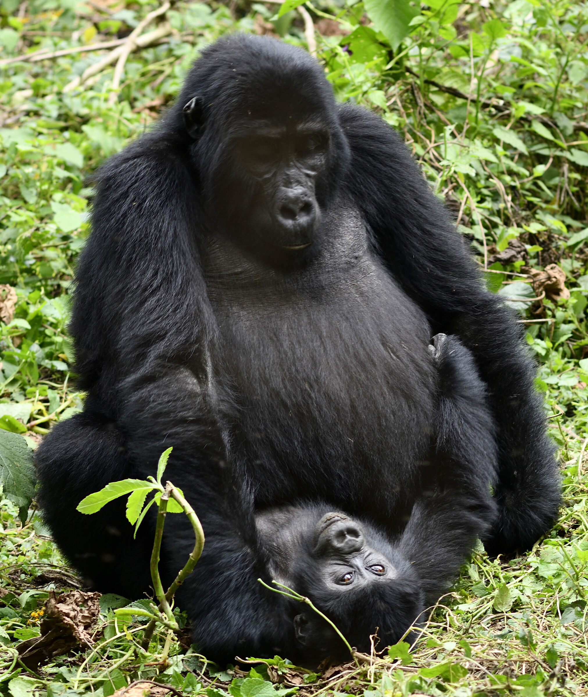 Baby e mamma gorilla