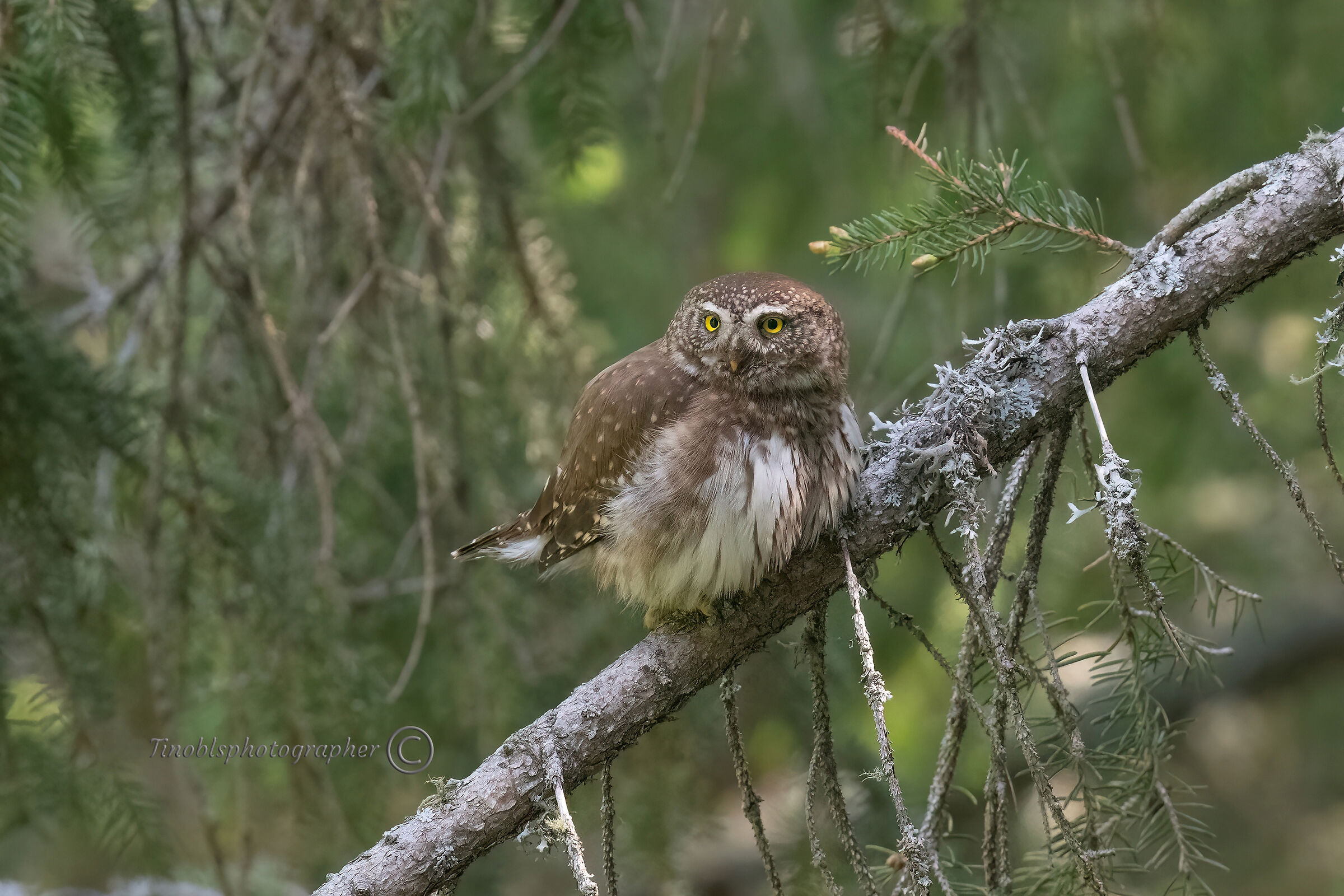 Civetta nana (Glaucidium passerinum)