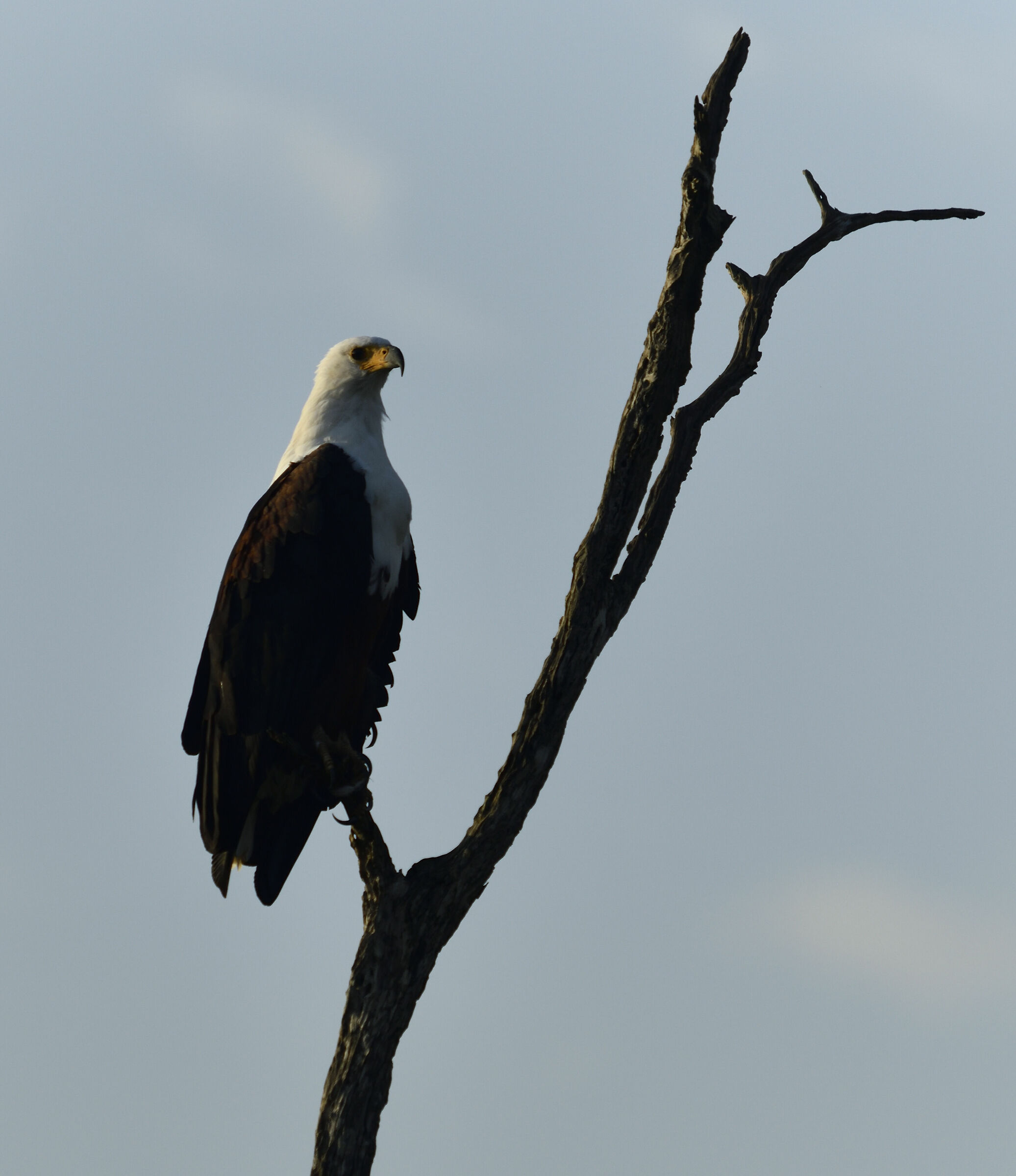 Aquila pescatrice