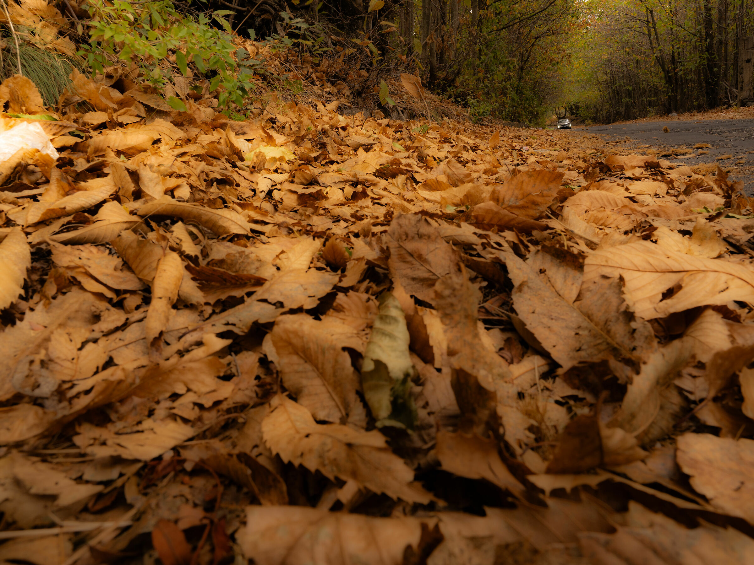 L'autunno