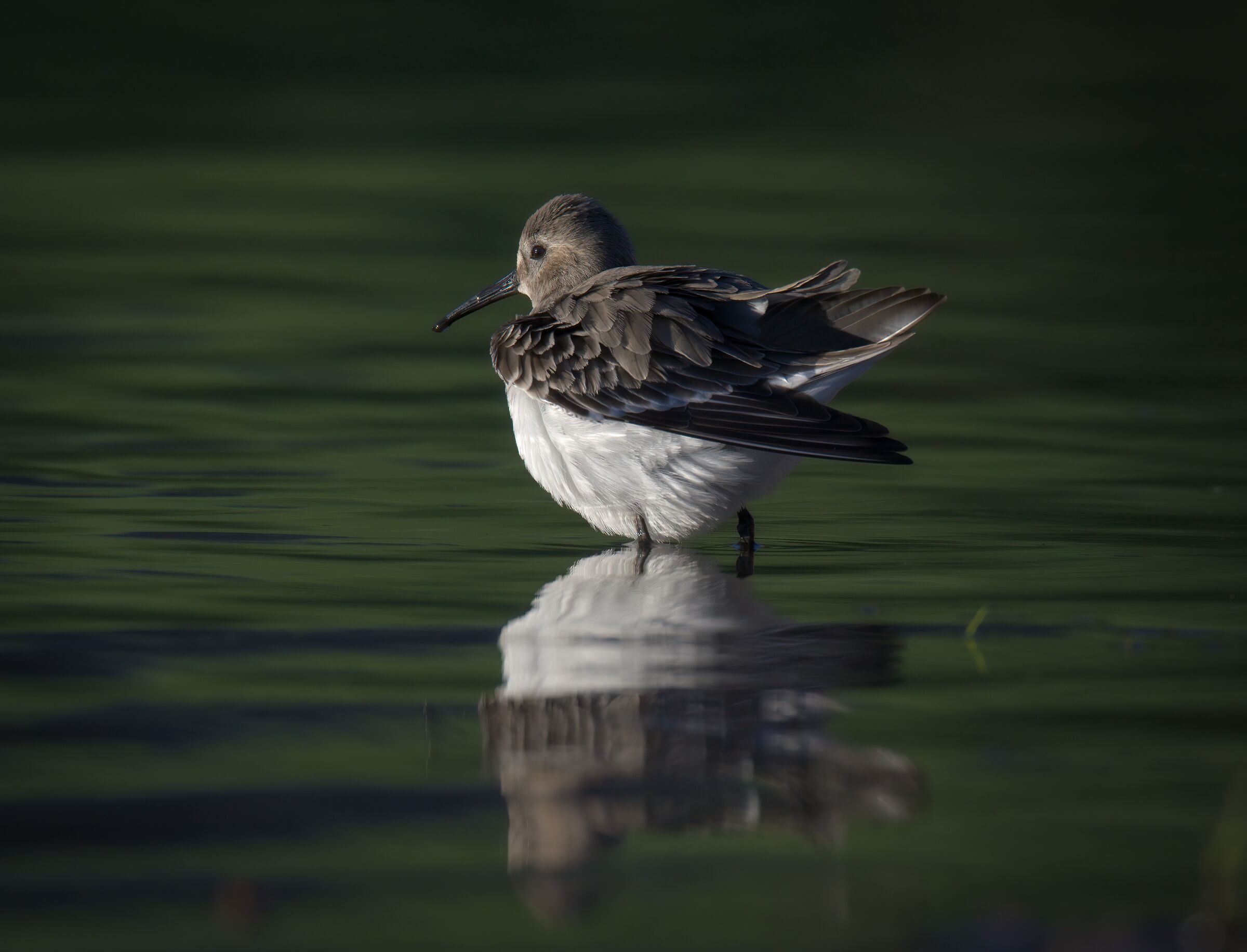 Piovanello pancianera