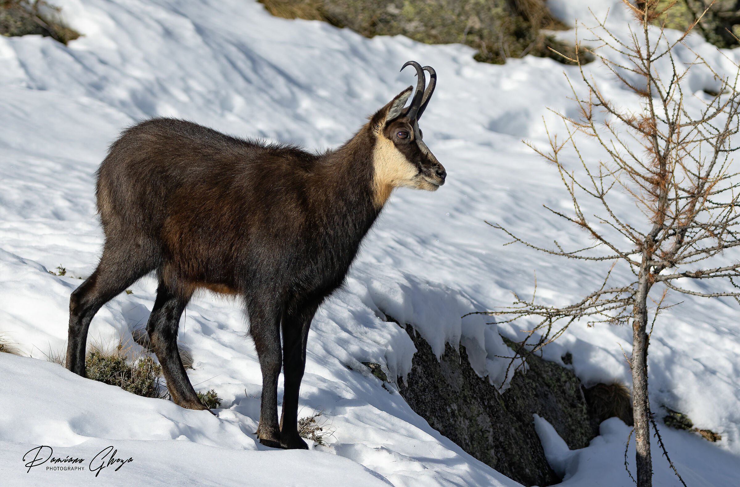 Chamois