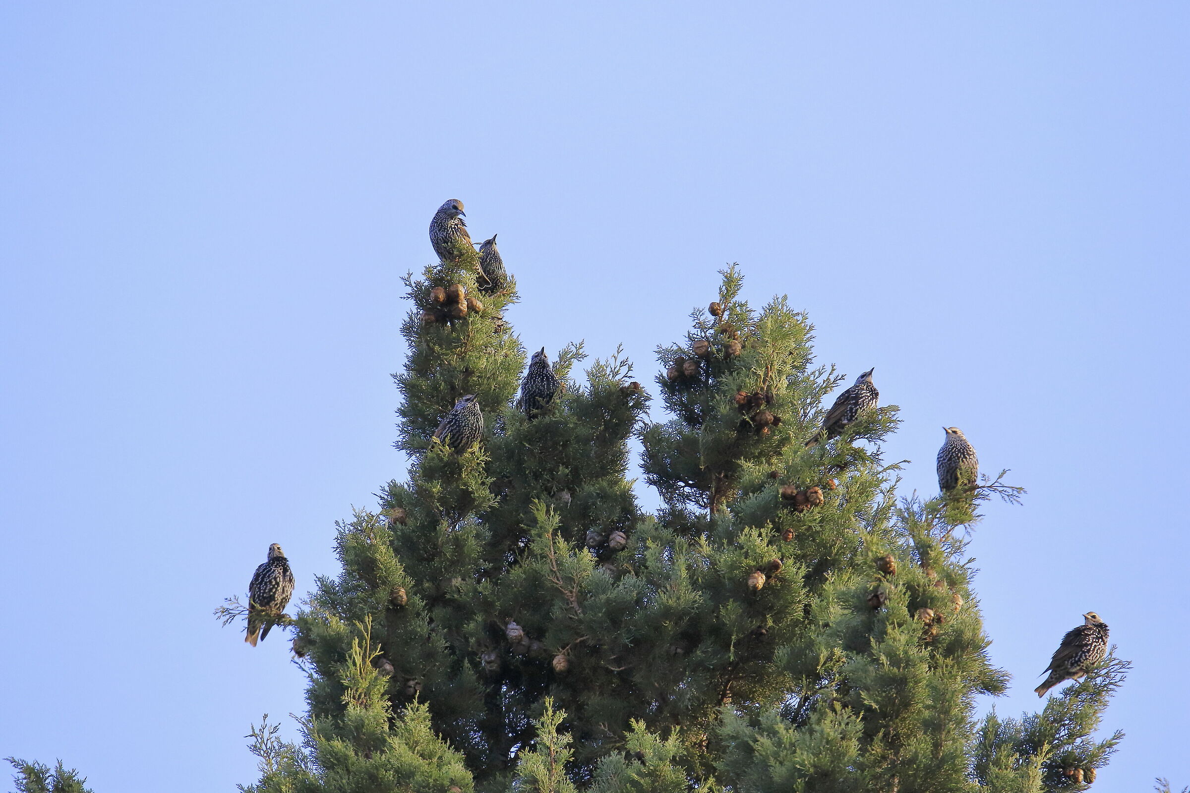 Poco dopo un'alba nebbiosa si scaldano al sole