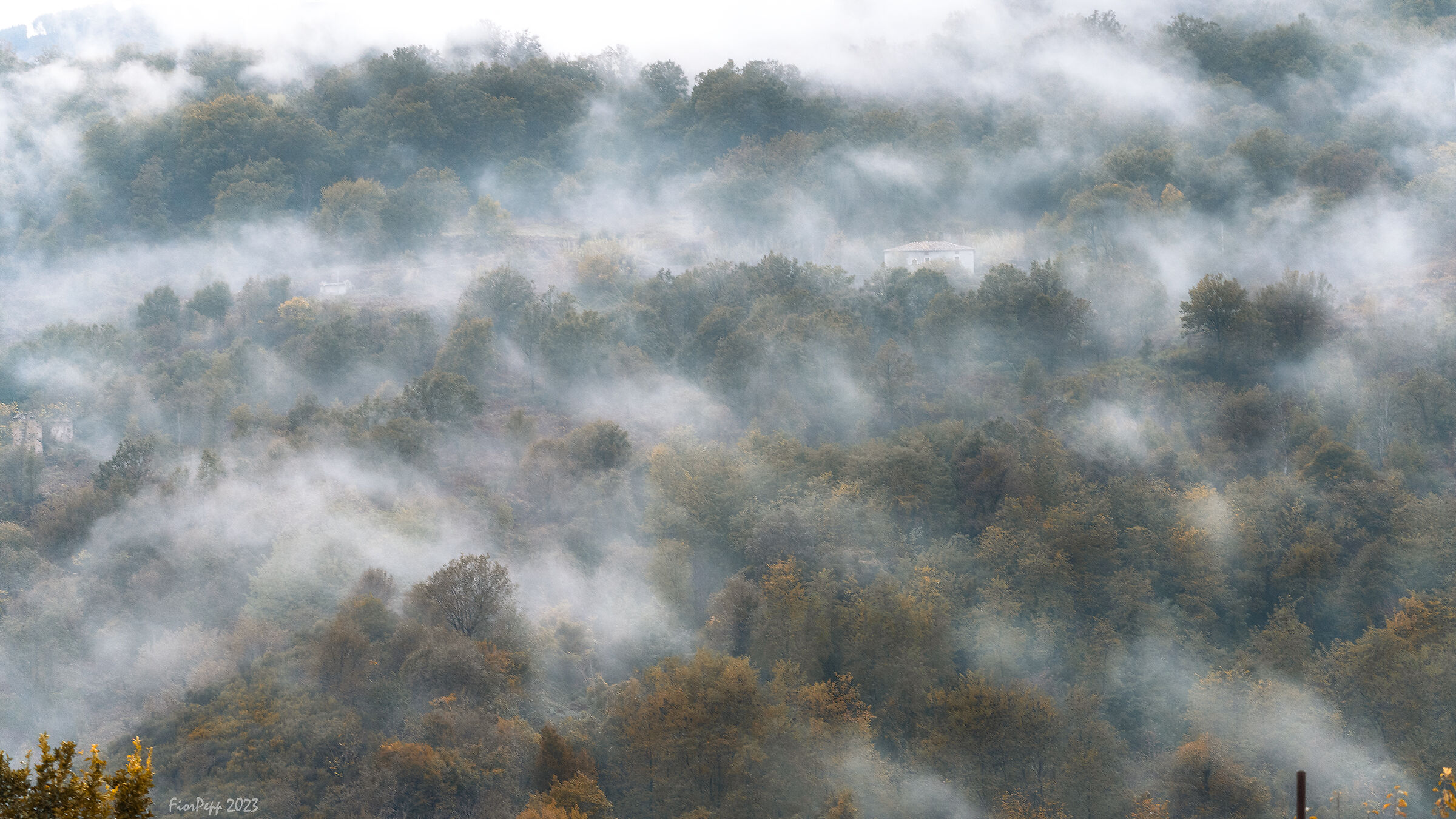 La delicatezza della nebbia .....