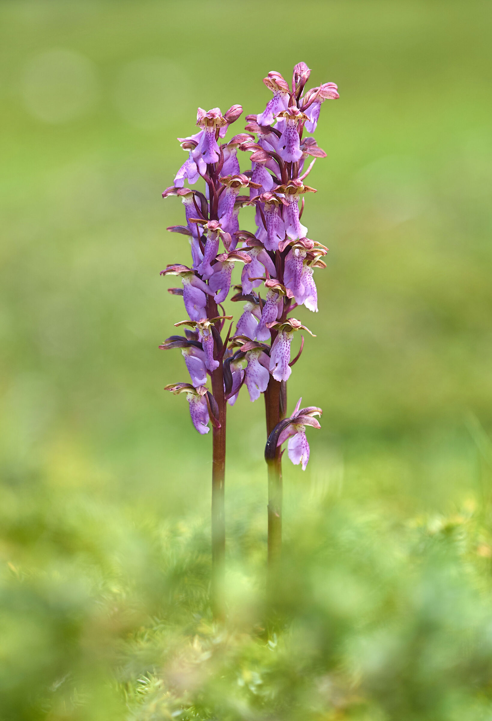 Orchis spitzelii
