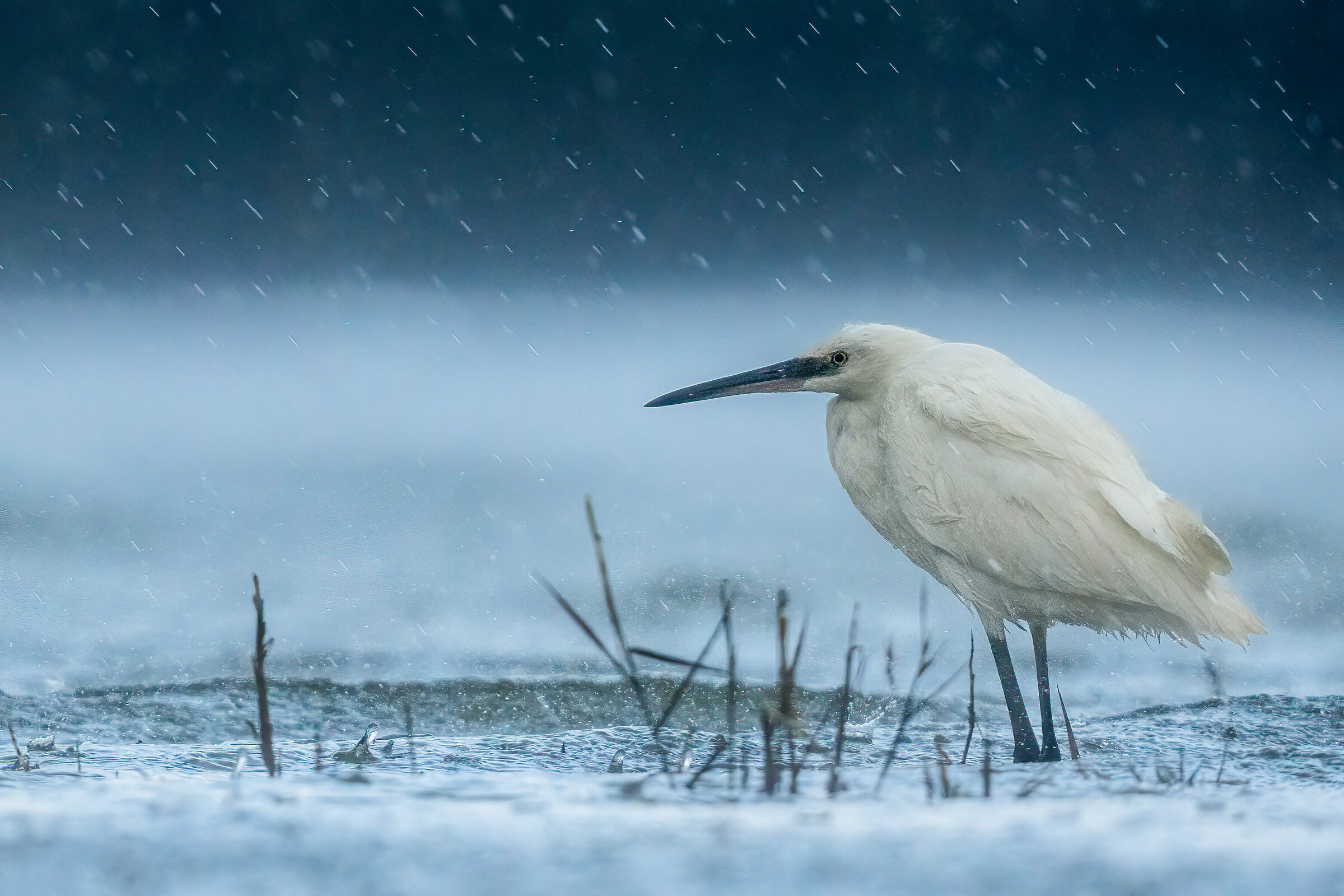 Garzetta (Egretta garzetta)