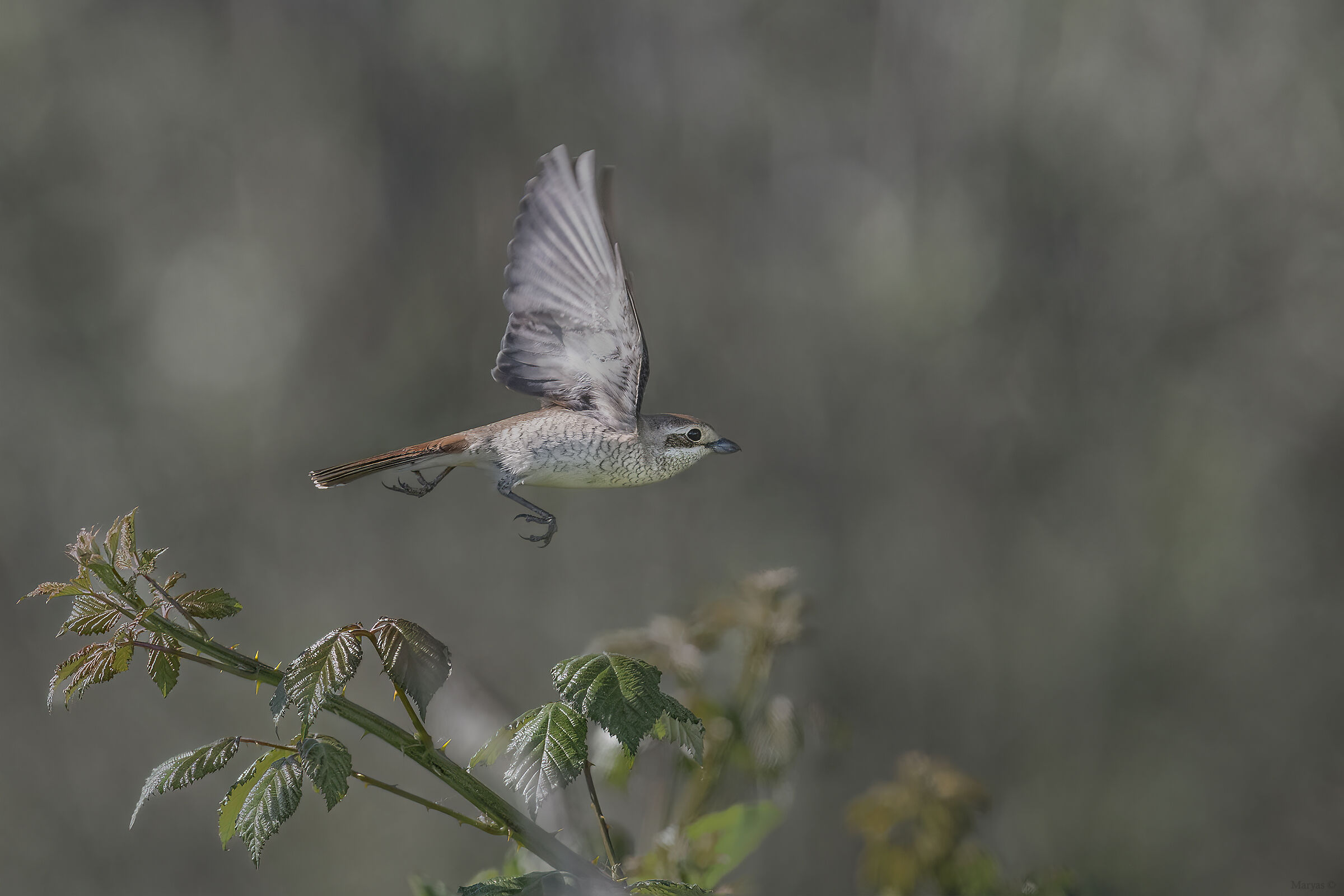 Red-backed shrike