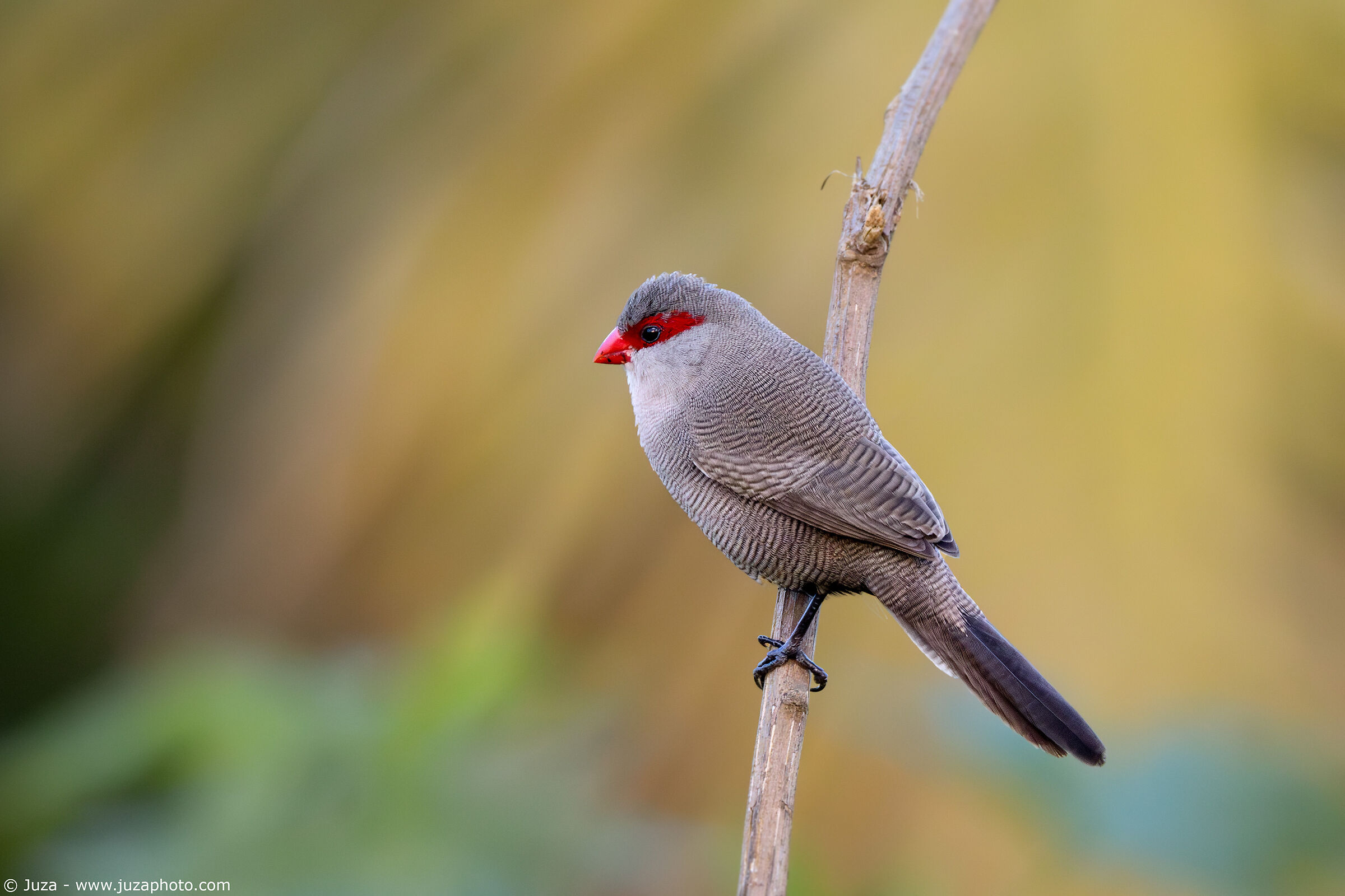 St. Helen's Astrilda (Estrilda astrild)
