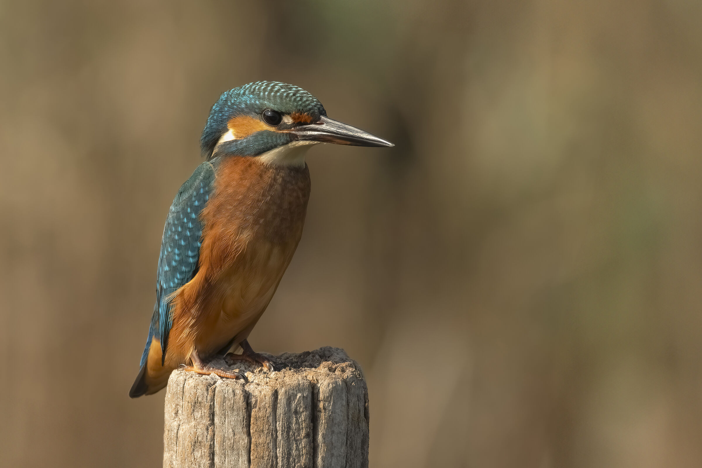 Kingfisher
