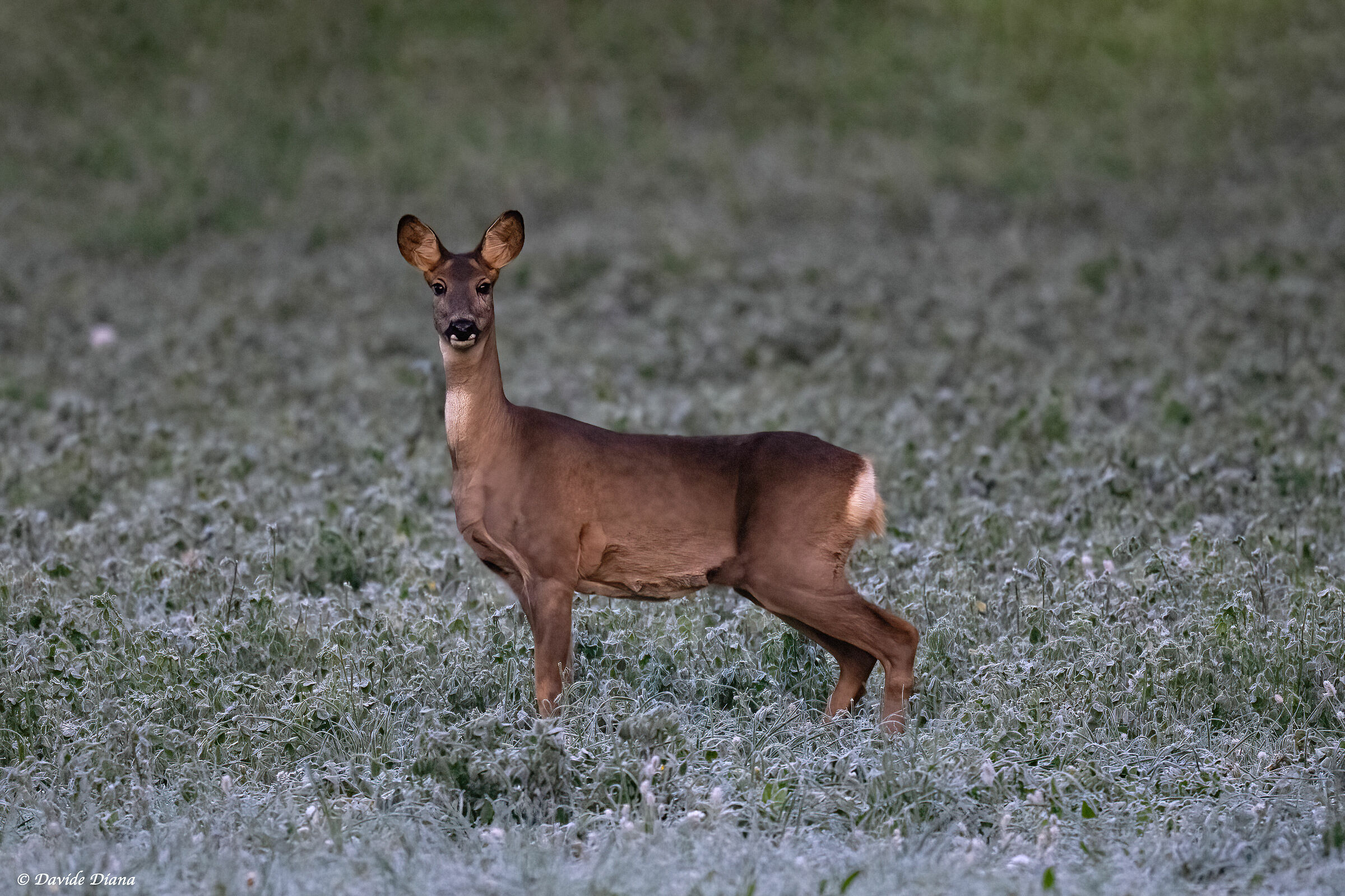 Capriolo