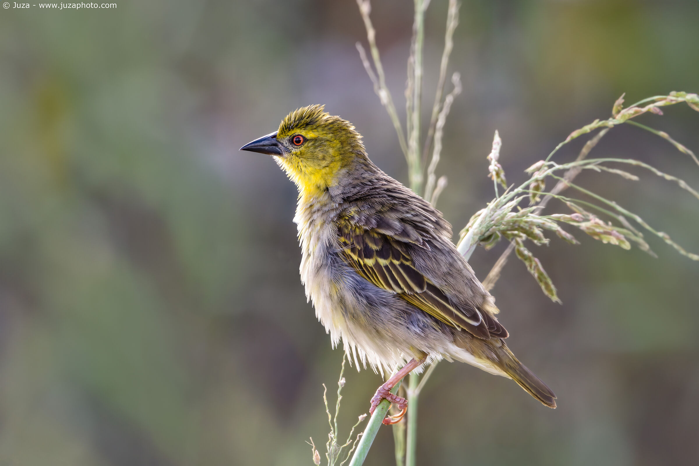Black-headed weaver (Ploceus cucullatus)