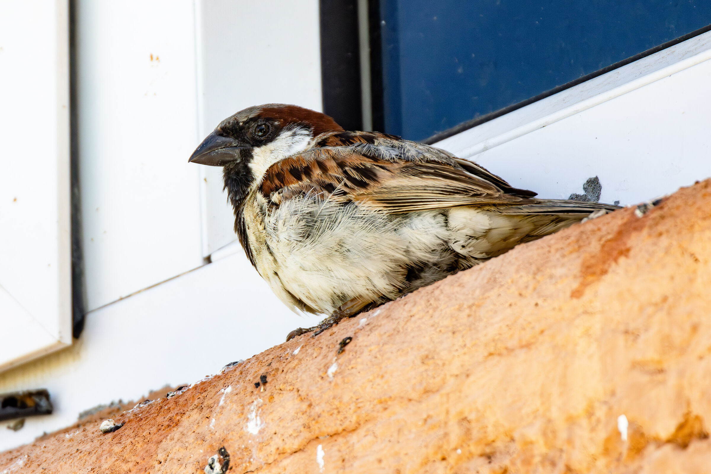 Sample Canon RF 100-500mm + 2X TC on R7