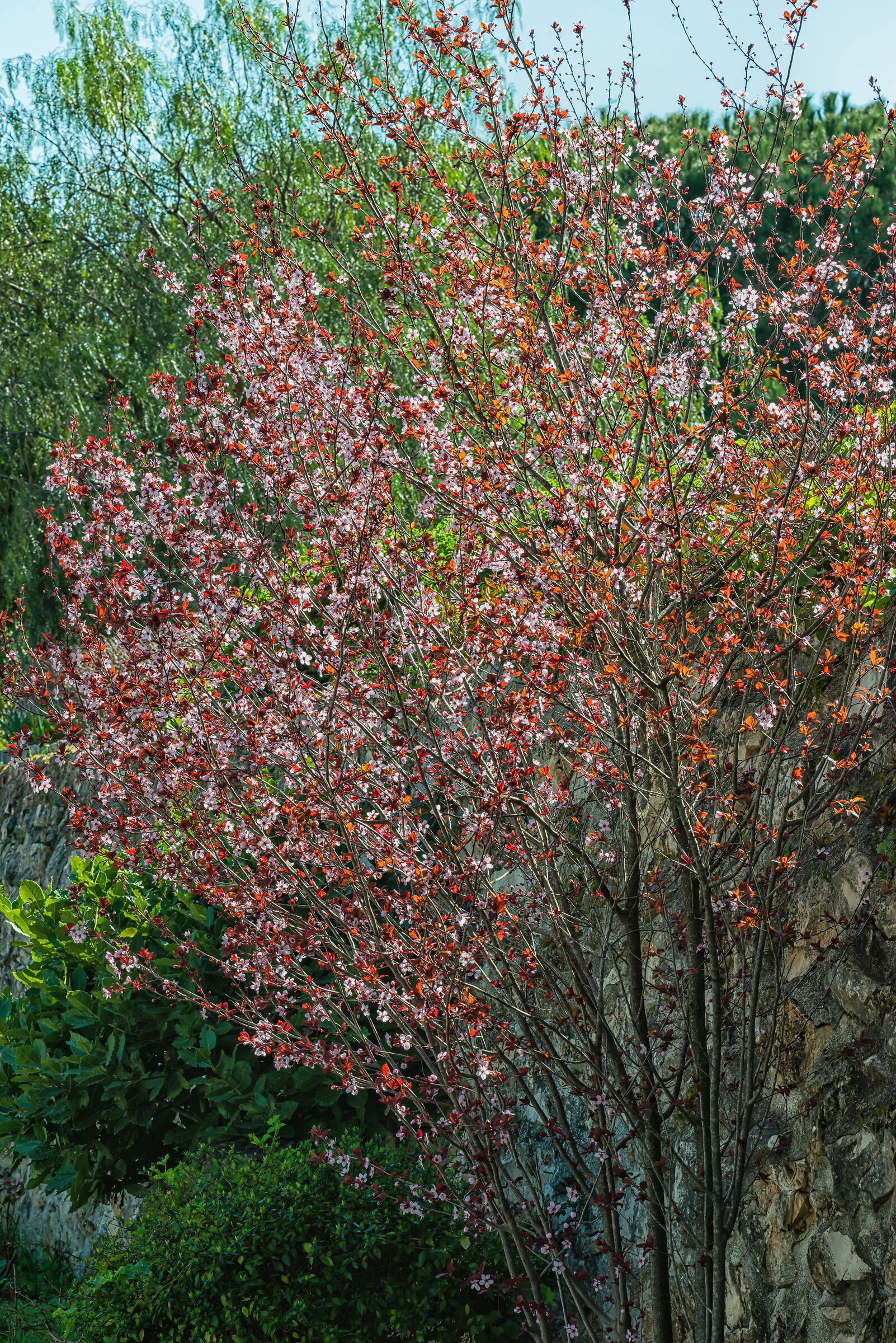 Blooming Tree