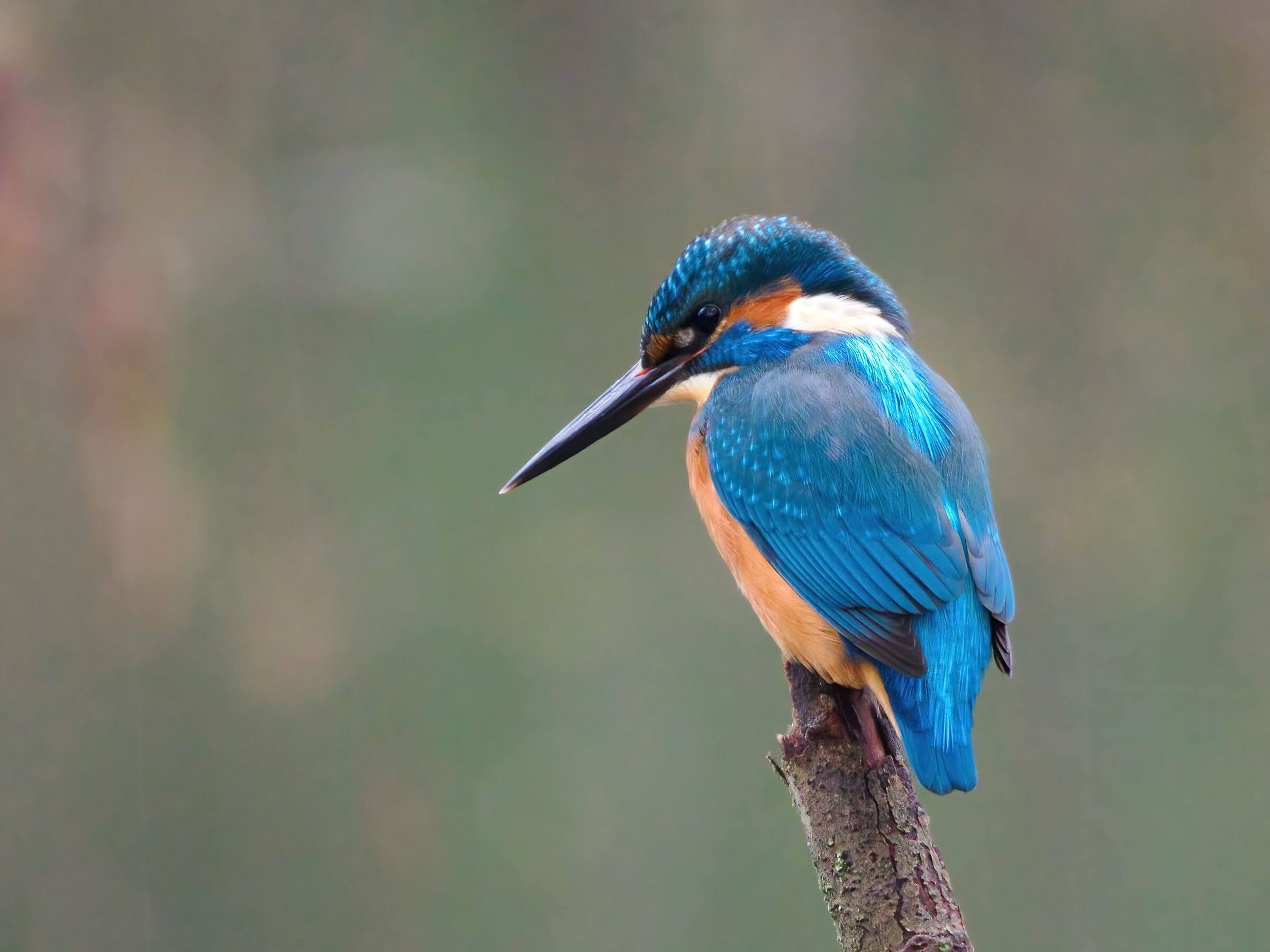 Martin pescatore (m)