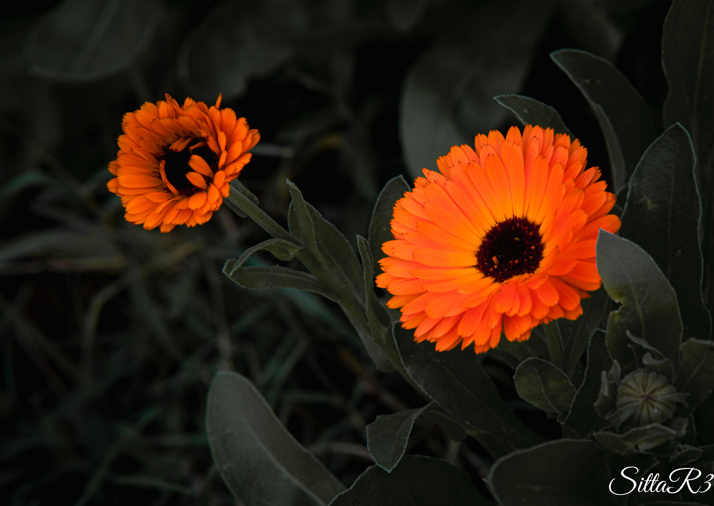 Marigolds cloak the icy shade in autumn