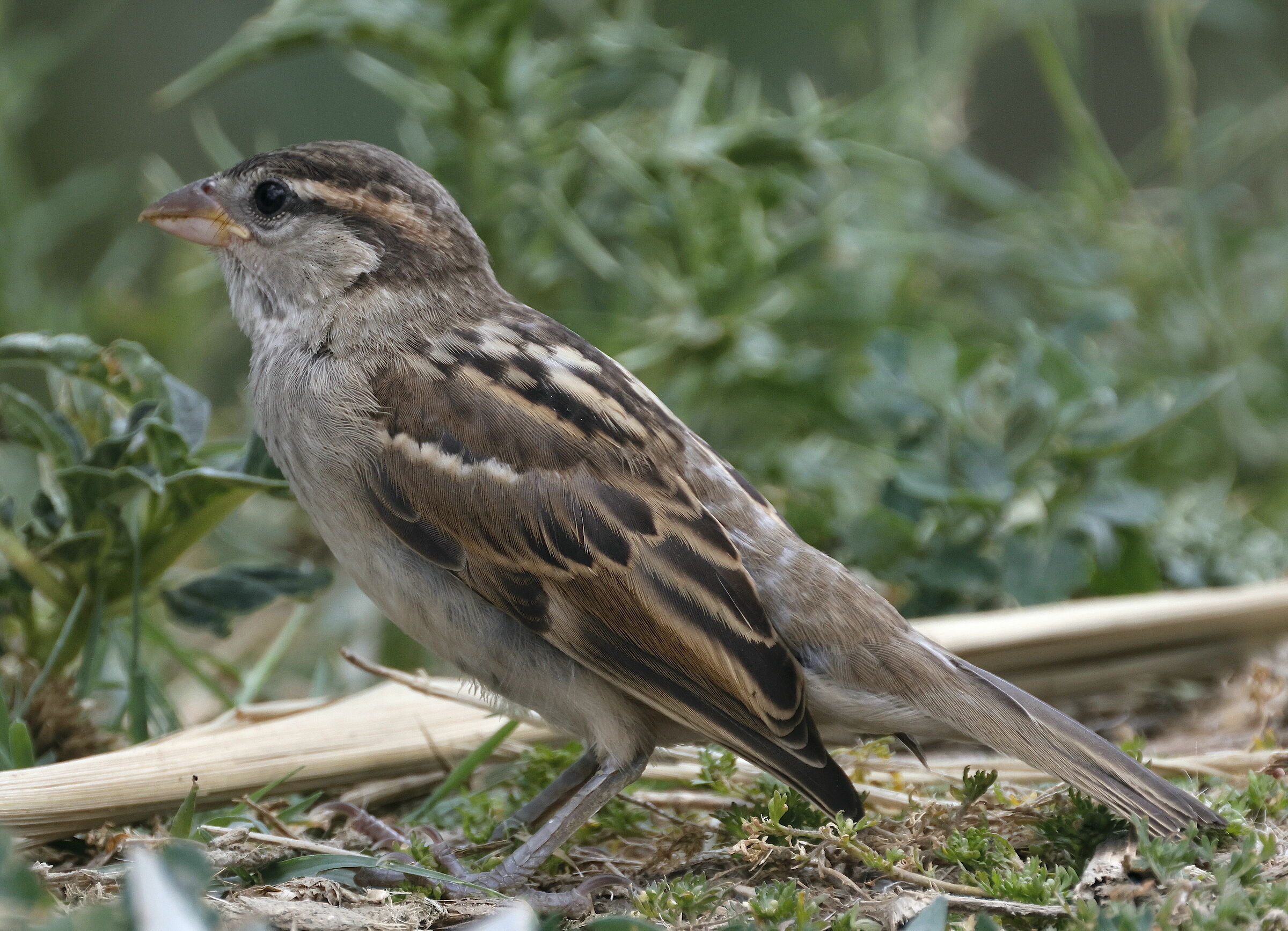 giovane passero