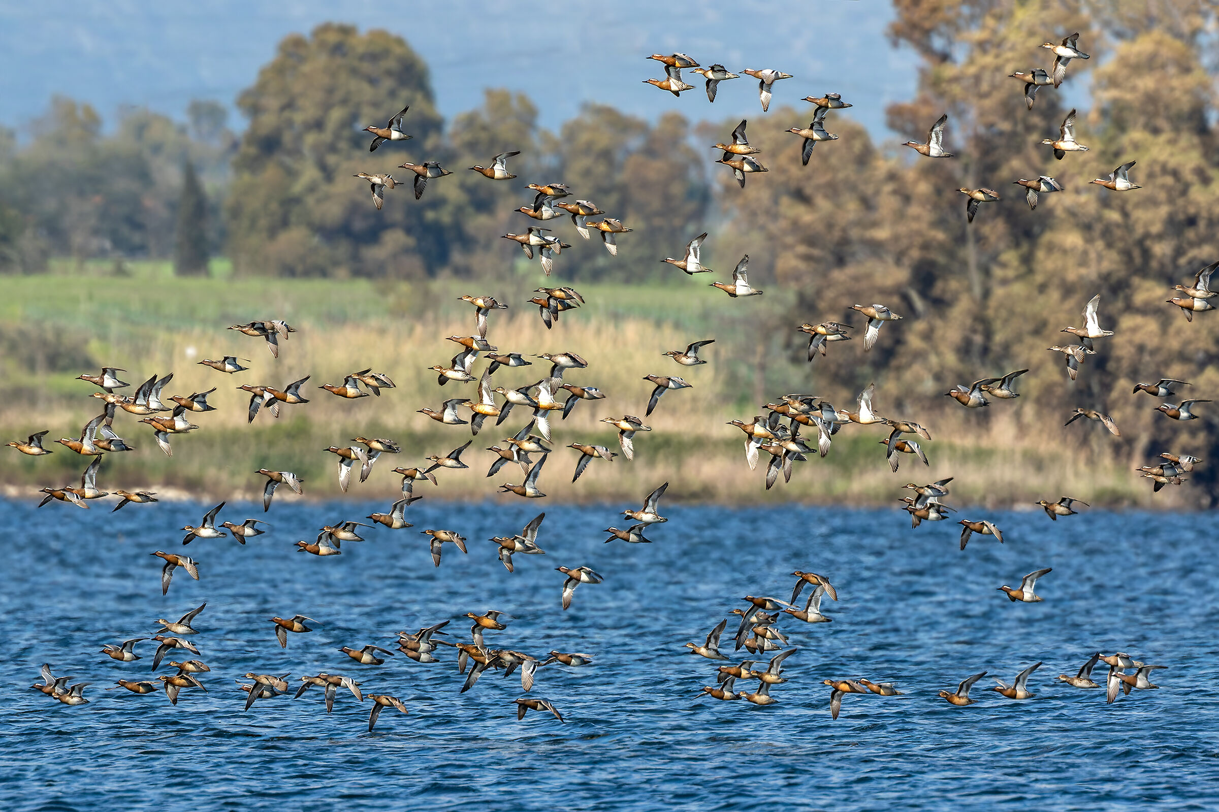La migrazione delle marzaiole