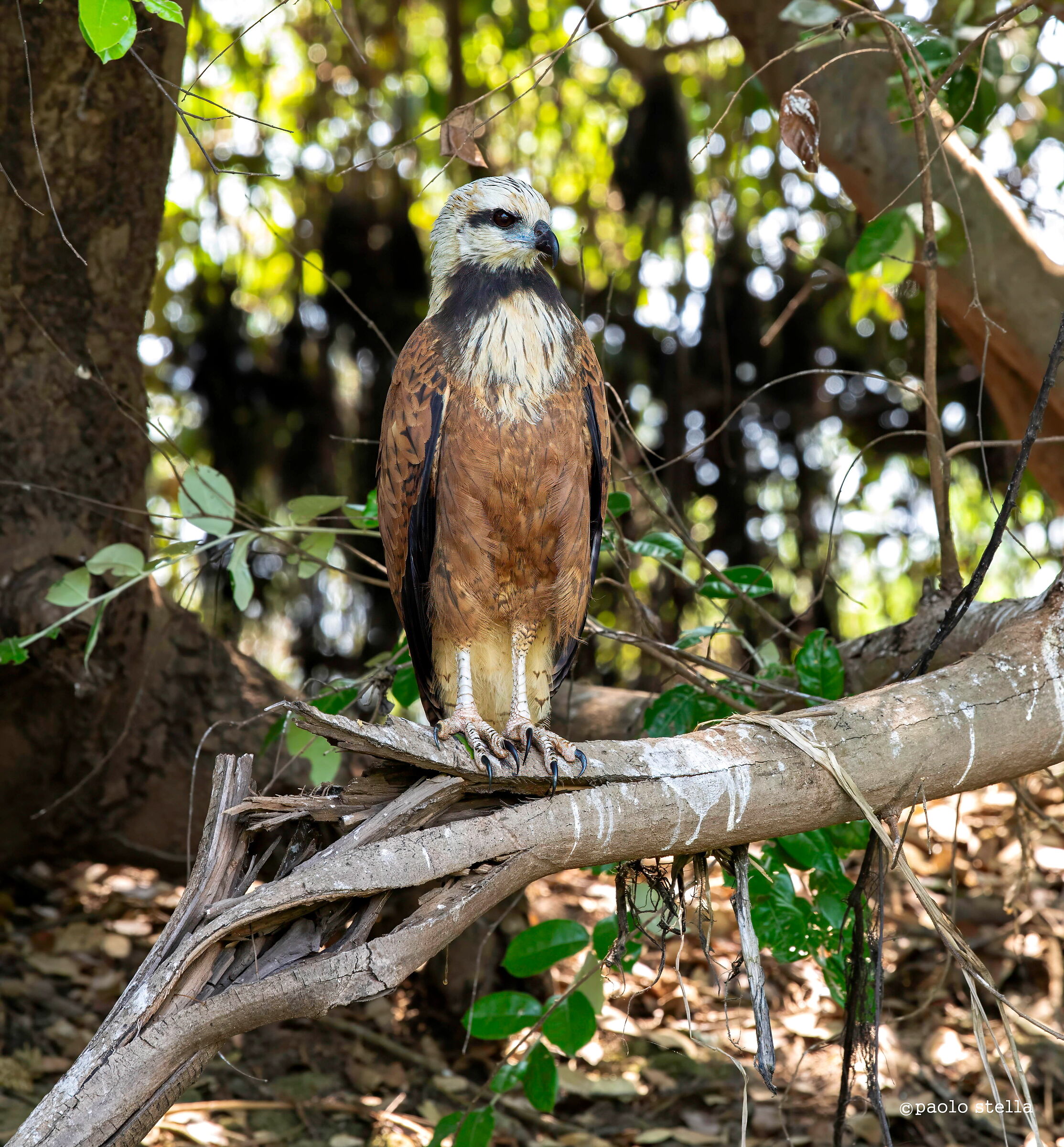poiana dal collare nero