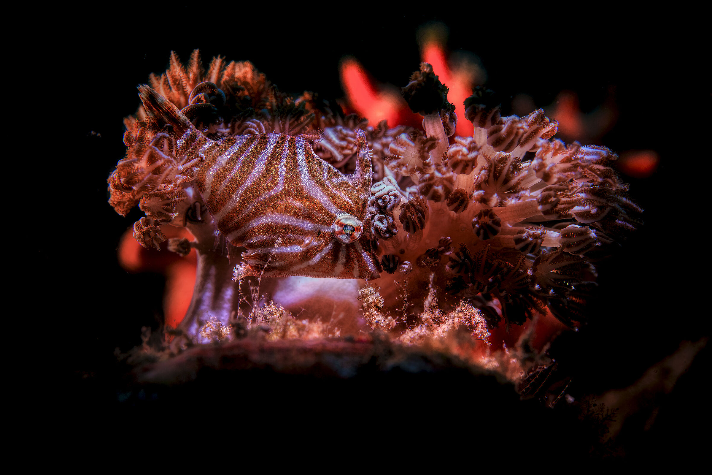 File fish sopra un corallo molle