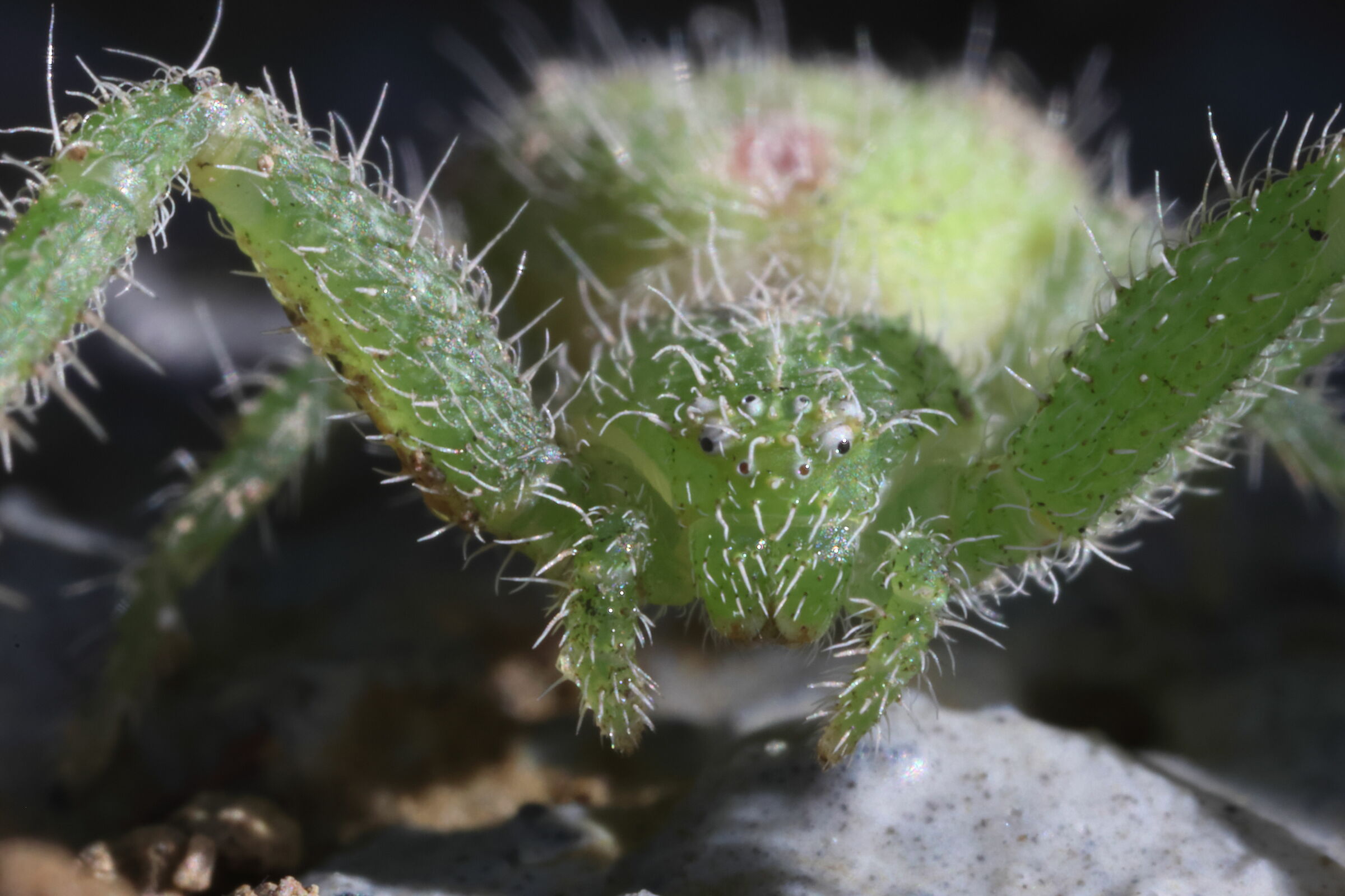 Thomisidae ultramacro