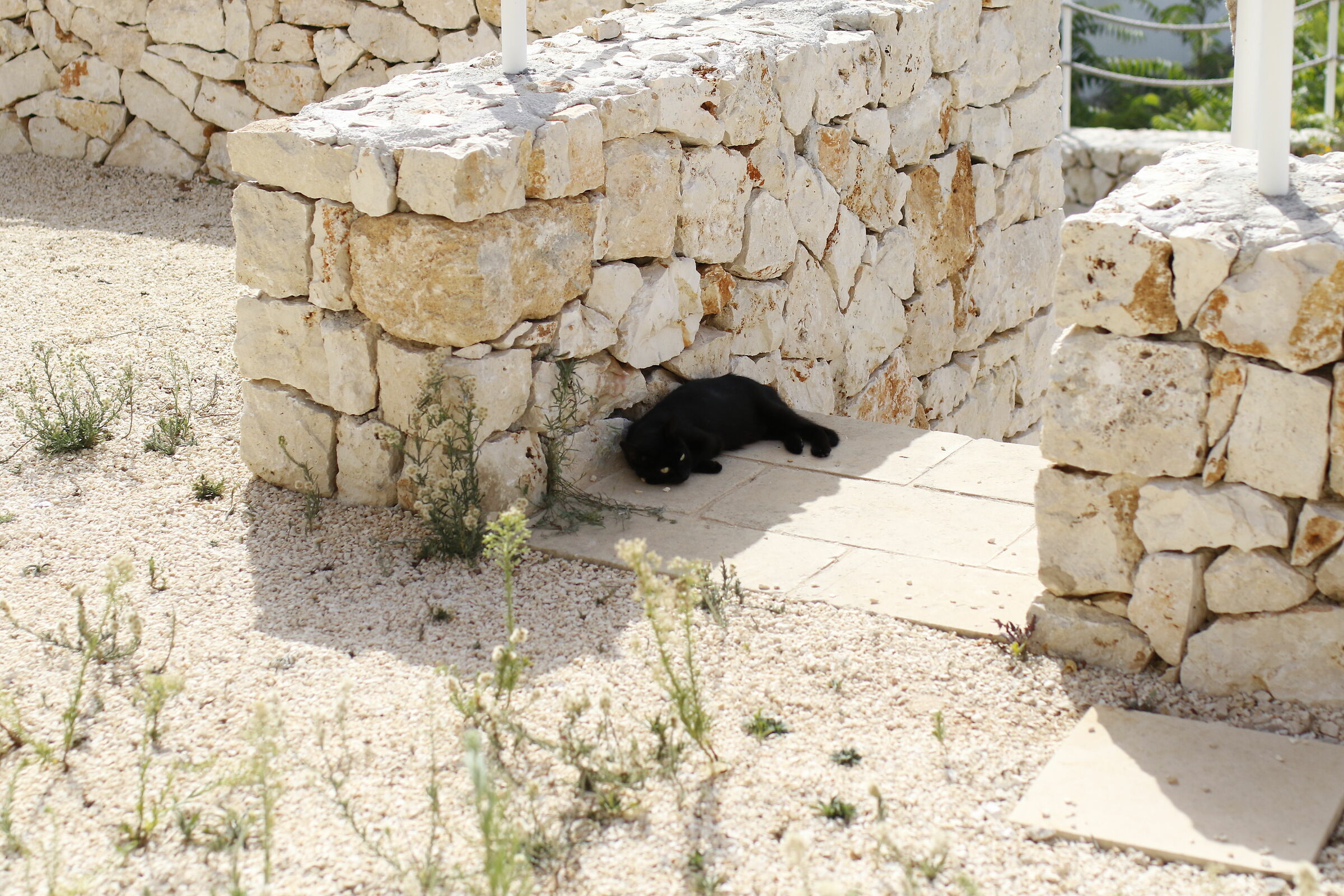 Gatto " 1/ 8 Mila", Milvus Zeiss 50, 1.4 - Canon 7...
