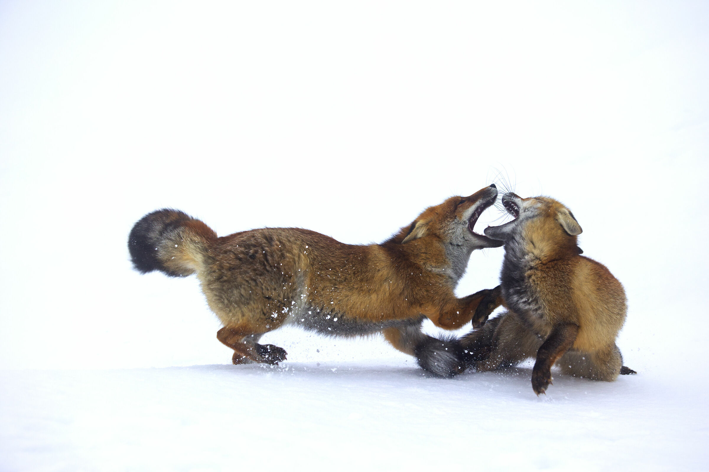Foxes