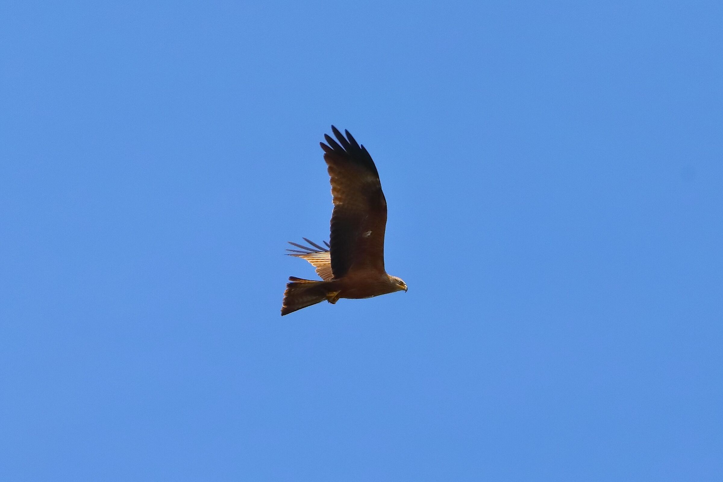 Black Kite 08-06-2023