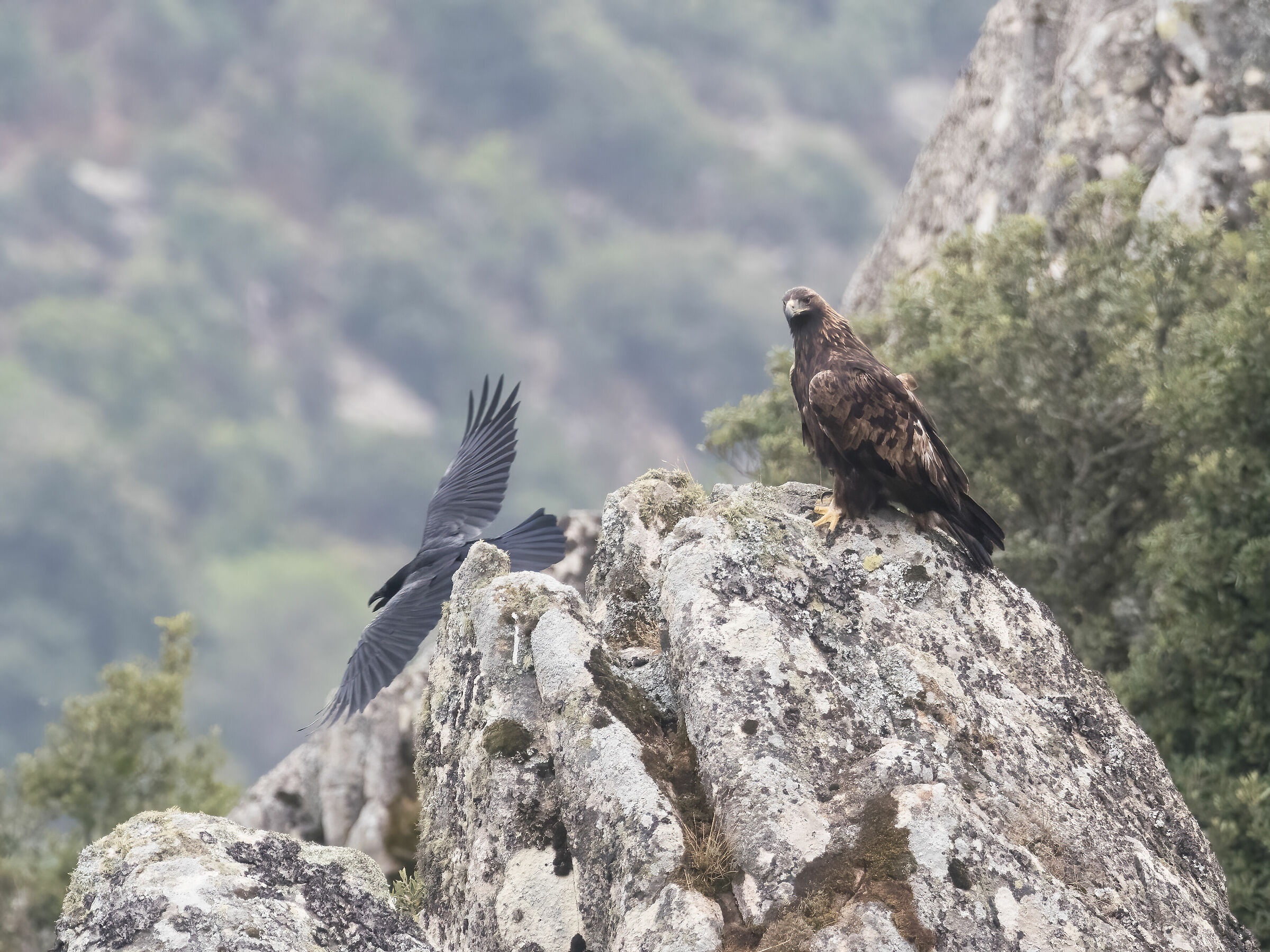 Aquila reale Sardegna
