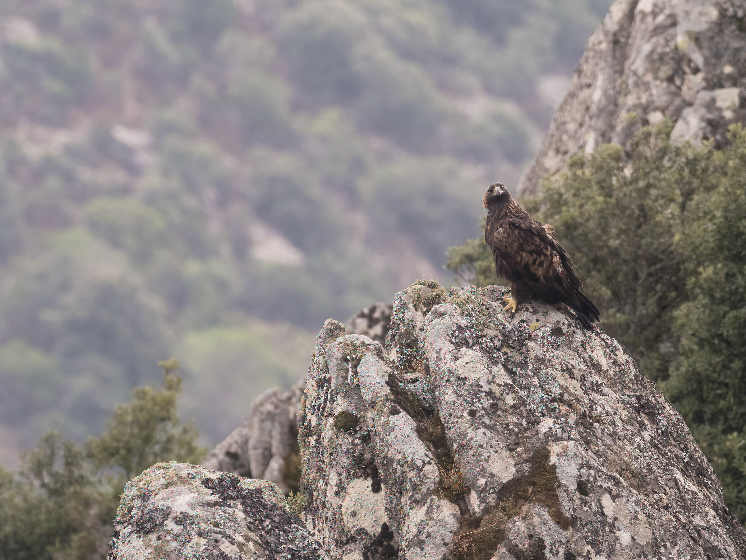 Aquila reale Sardegna