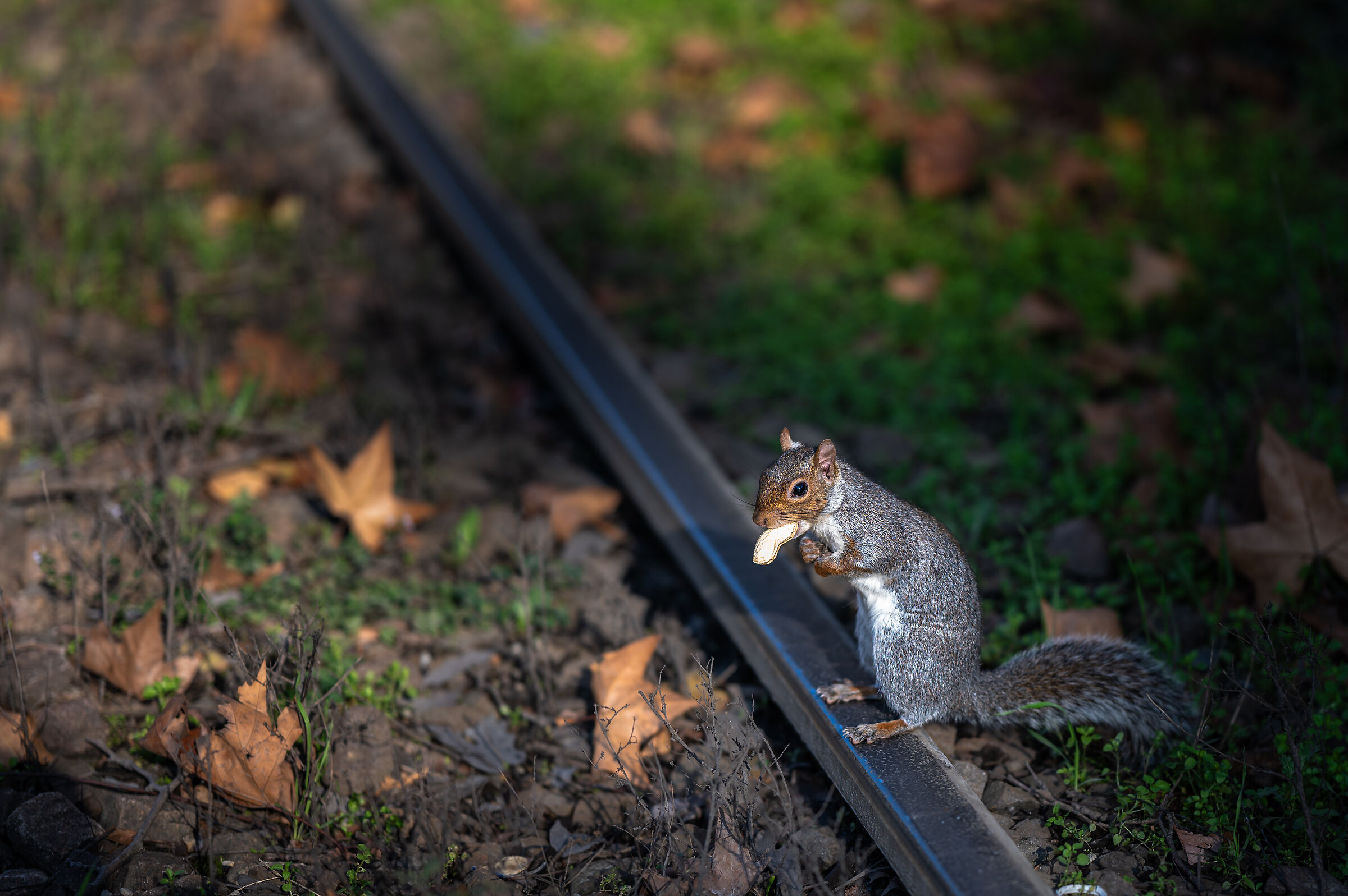 Squirrel on tram track