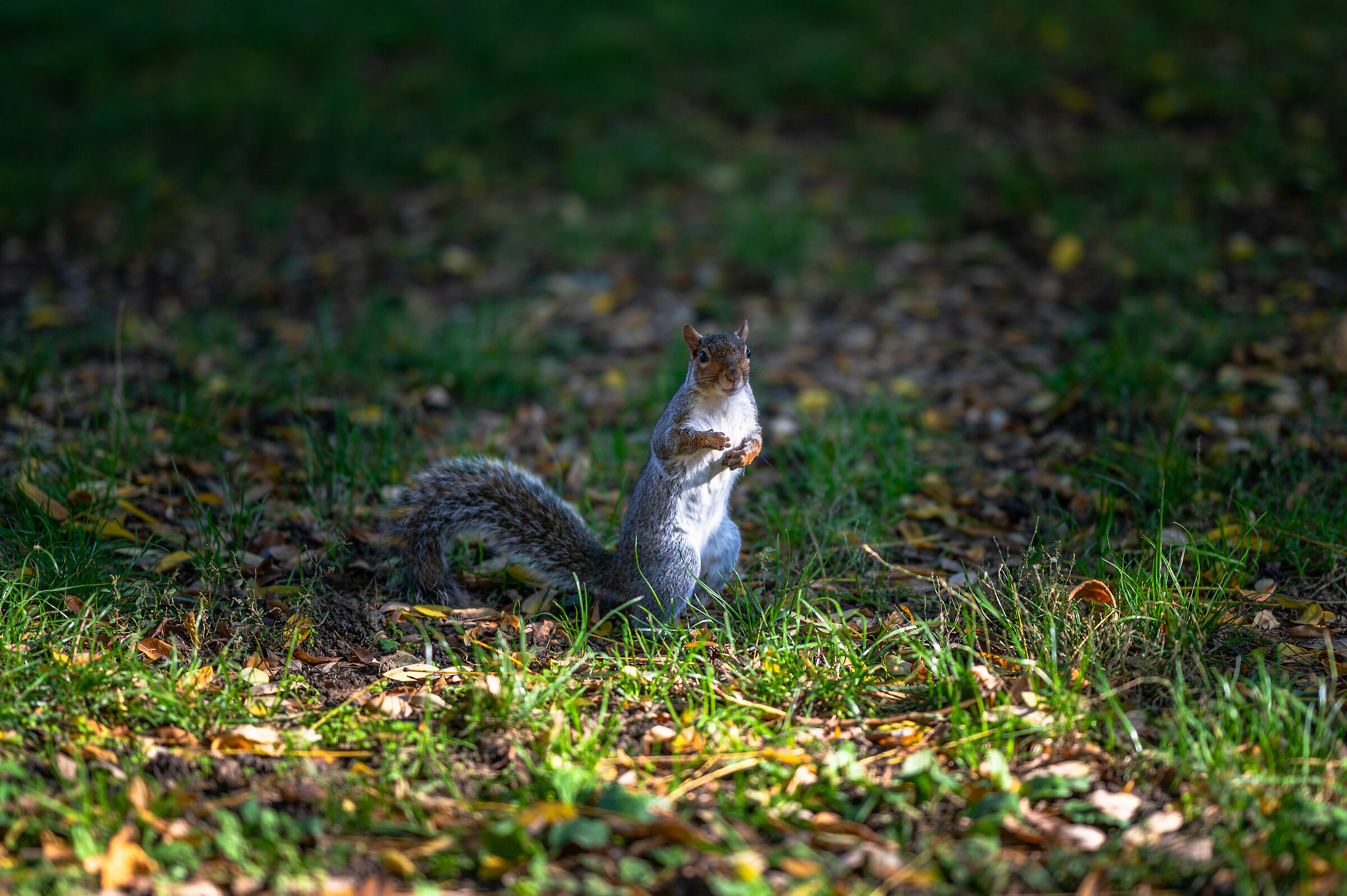Squirrel at the park