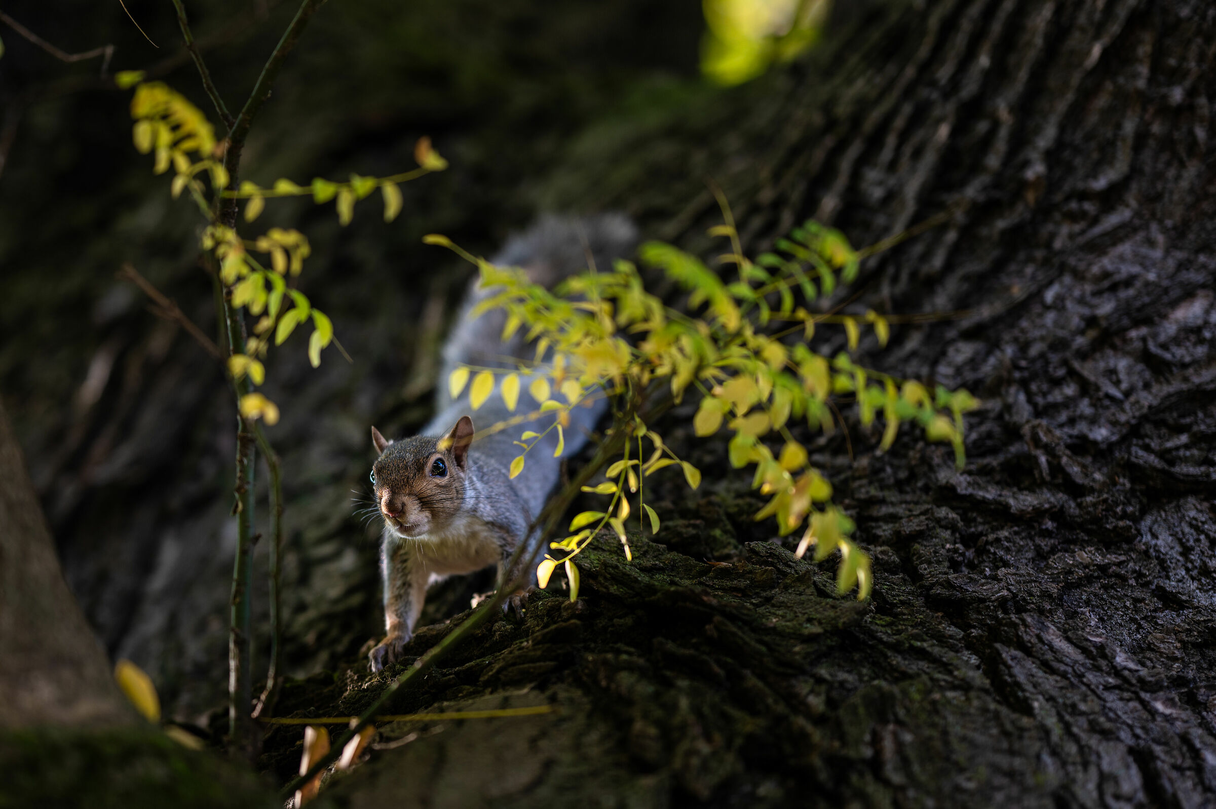 Squirrel on the tree