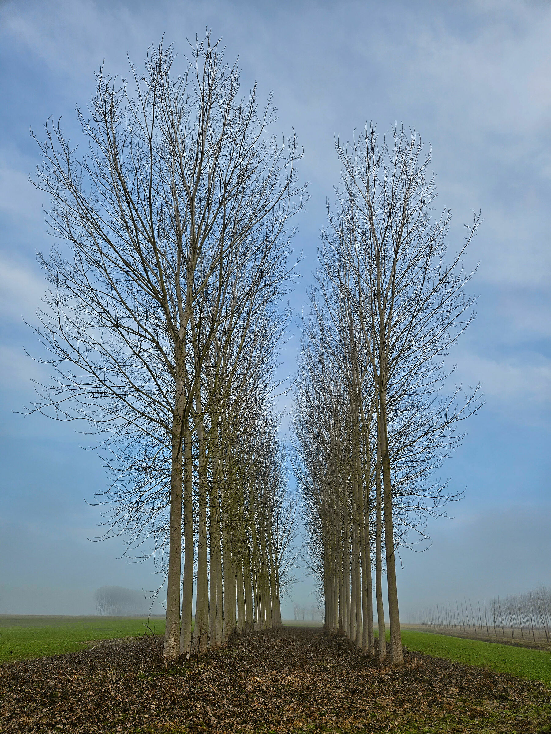 Geometrie nella nebbia