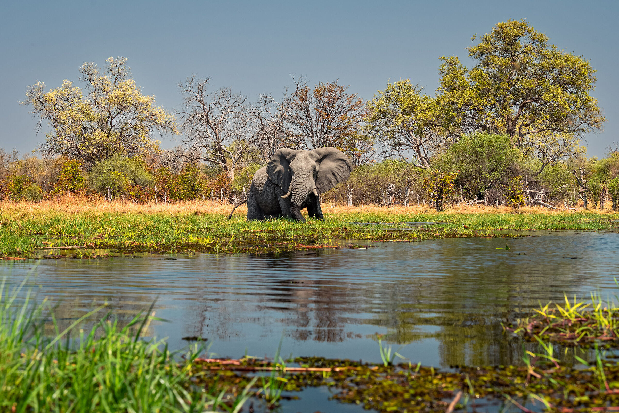 Crossing River Khwai