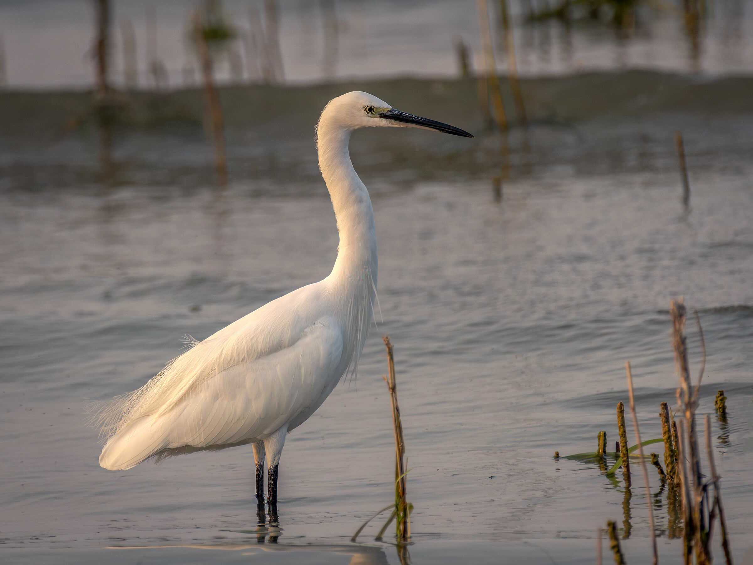 Egret